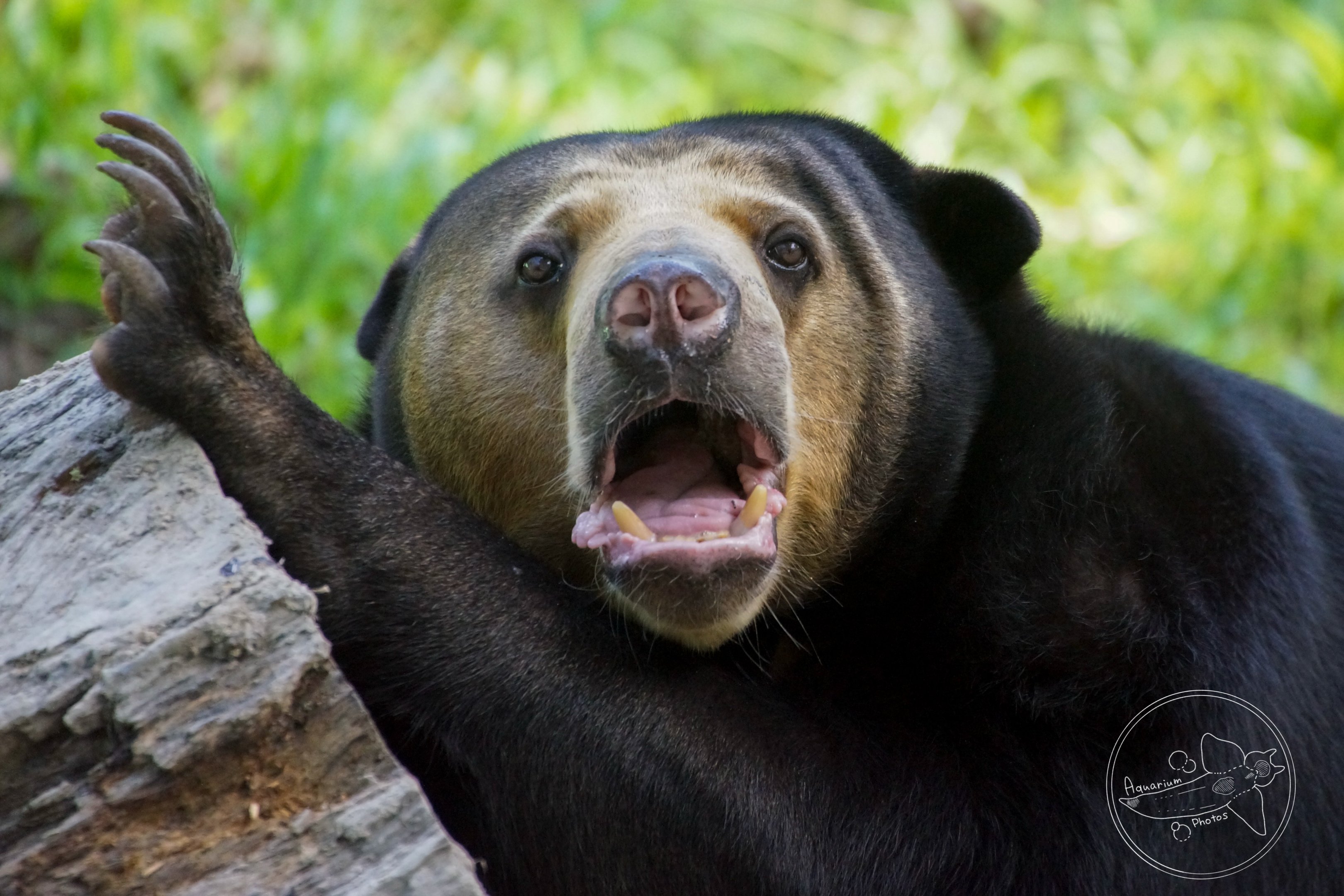 Sun Bear (Helarctos malayanus)