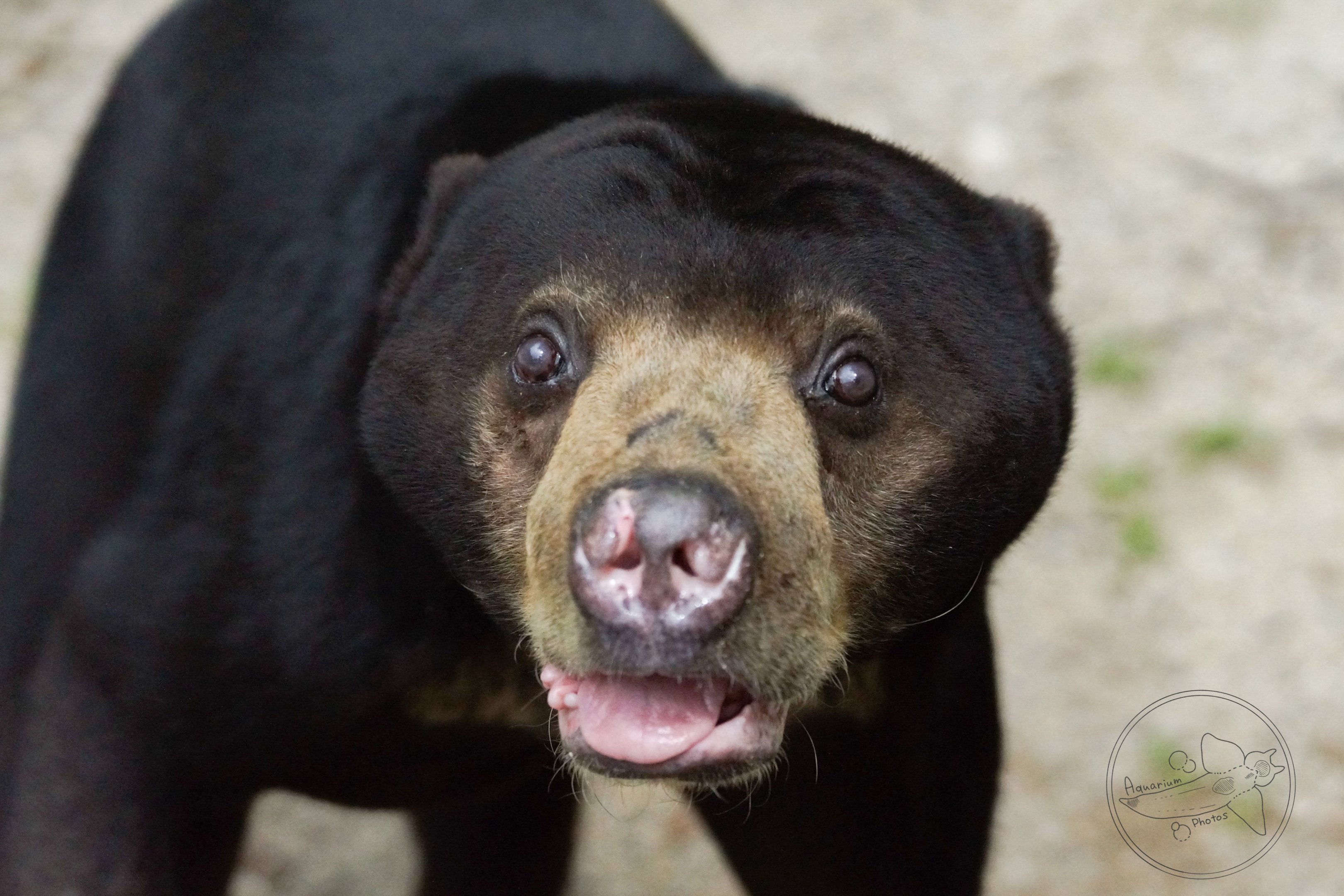 Sun Bear (Helarctos malayanus)