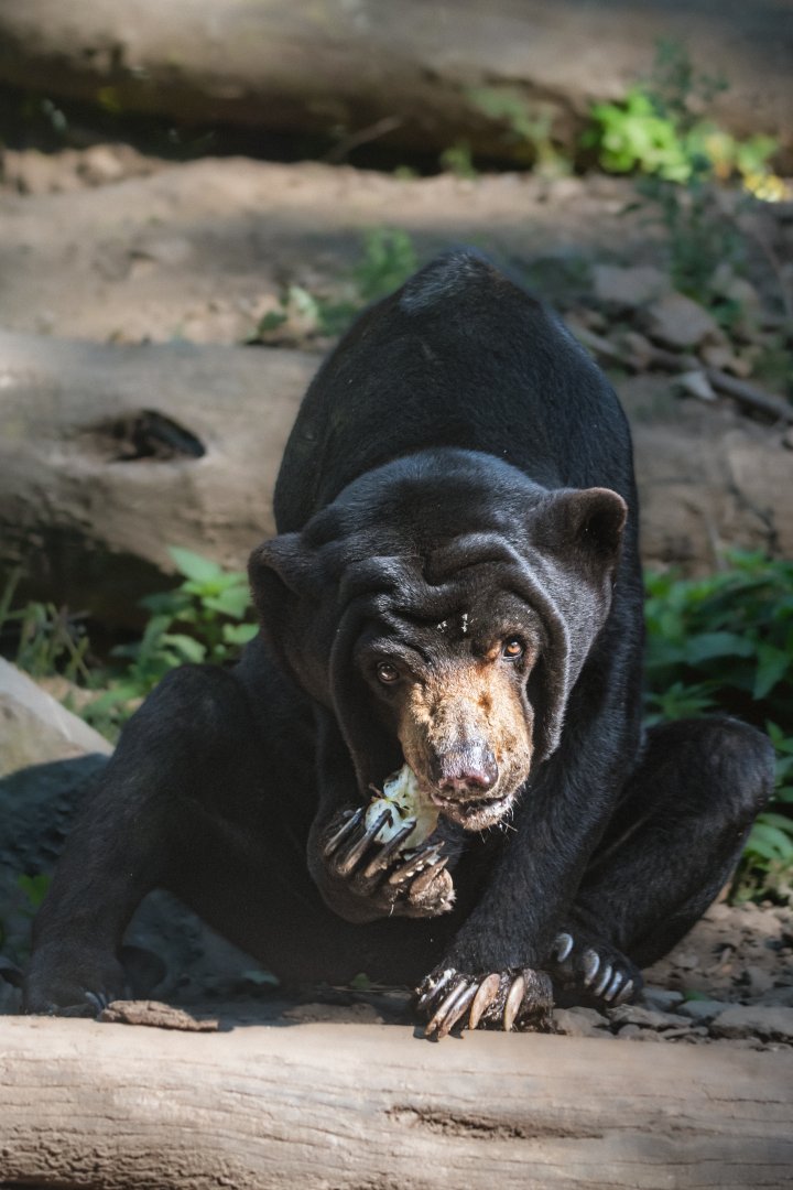 Sun bear (Helarctos malayanus)