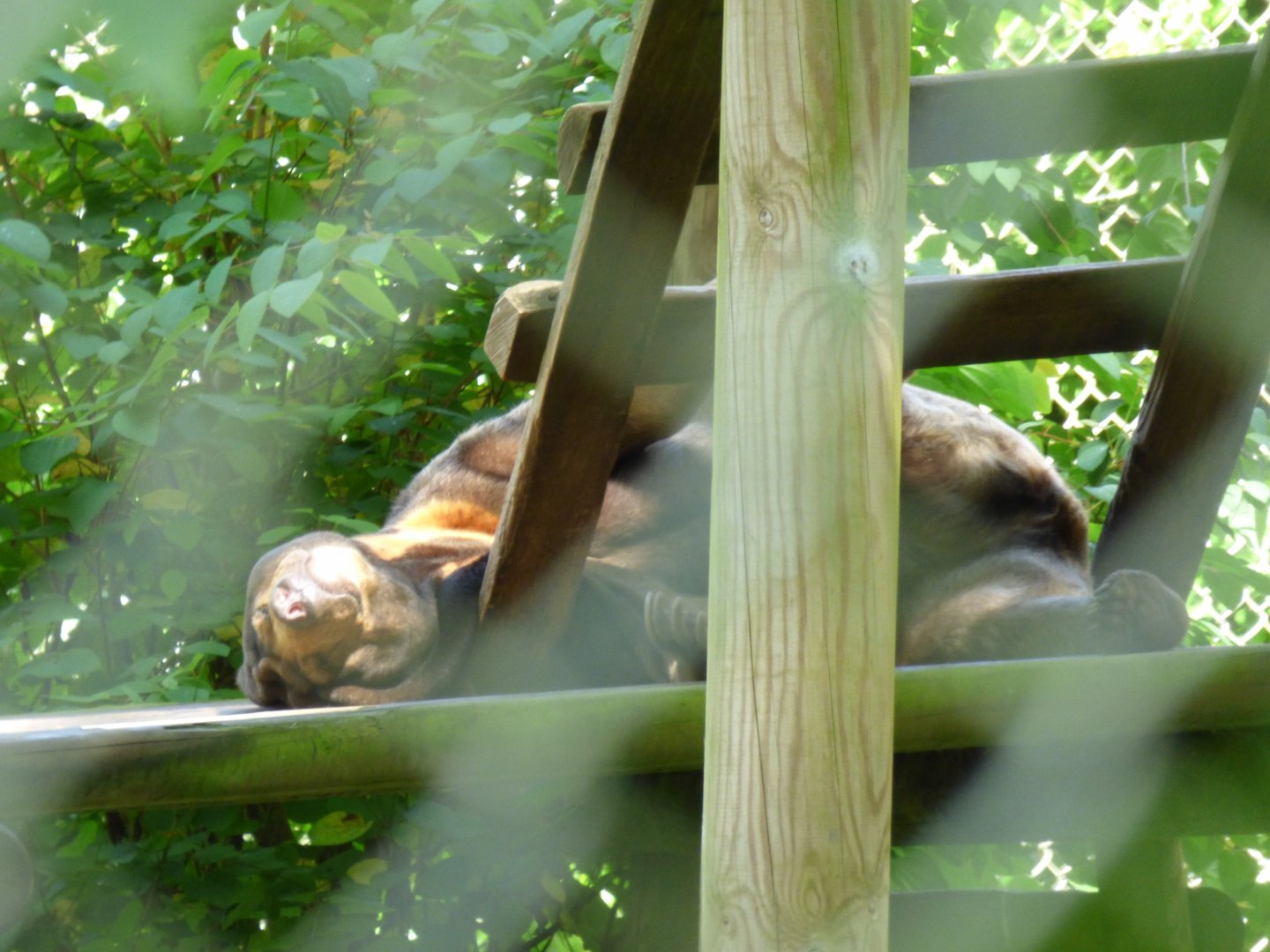 Sun bear (Helarctos malayanus)