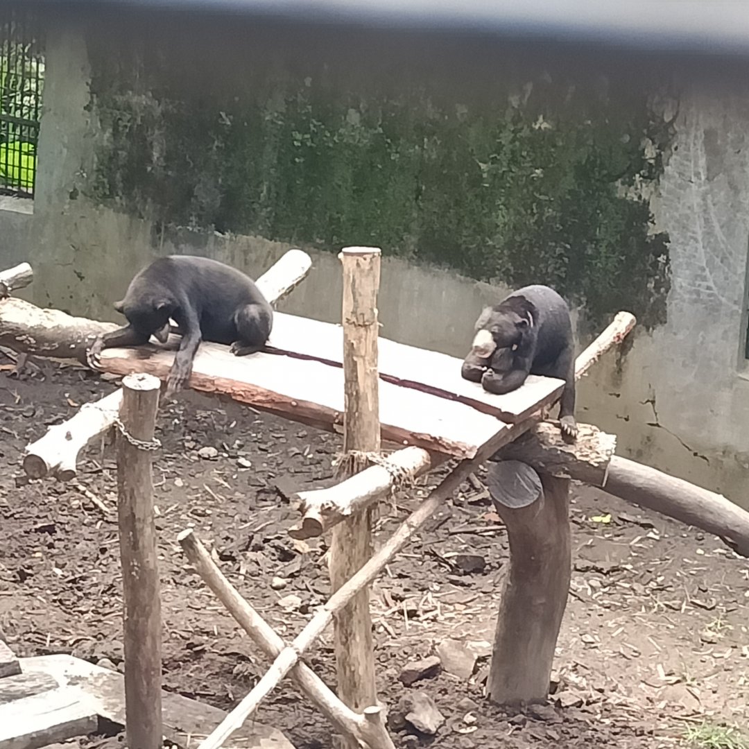 Sun bear (Helarctos malayanus)