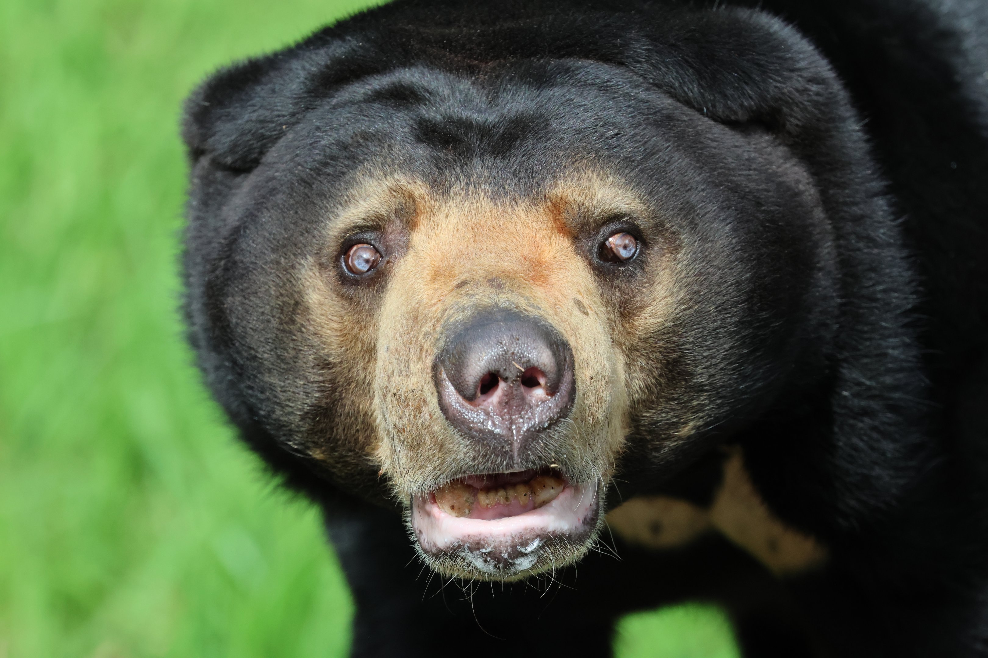 Sun Bear (Helarctos malayanus)