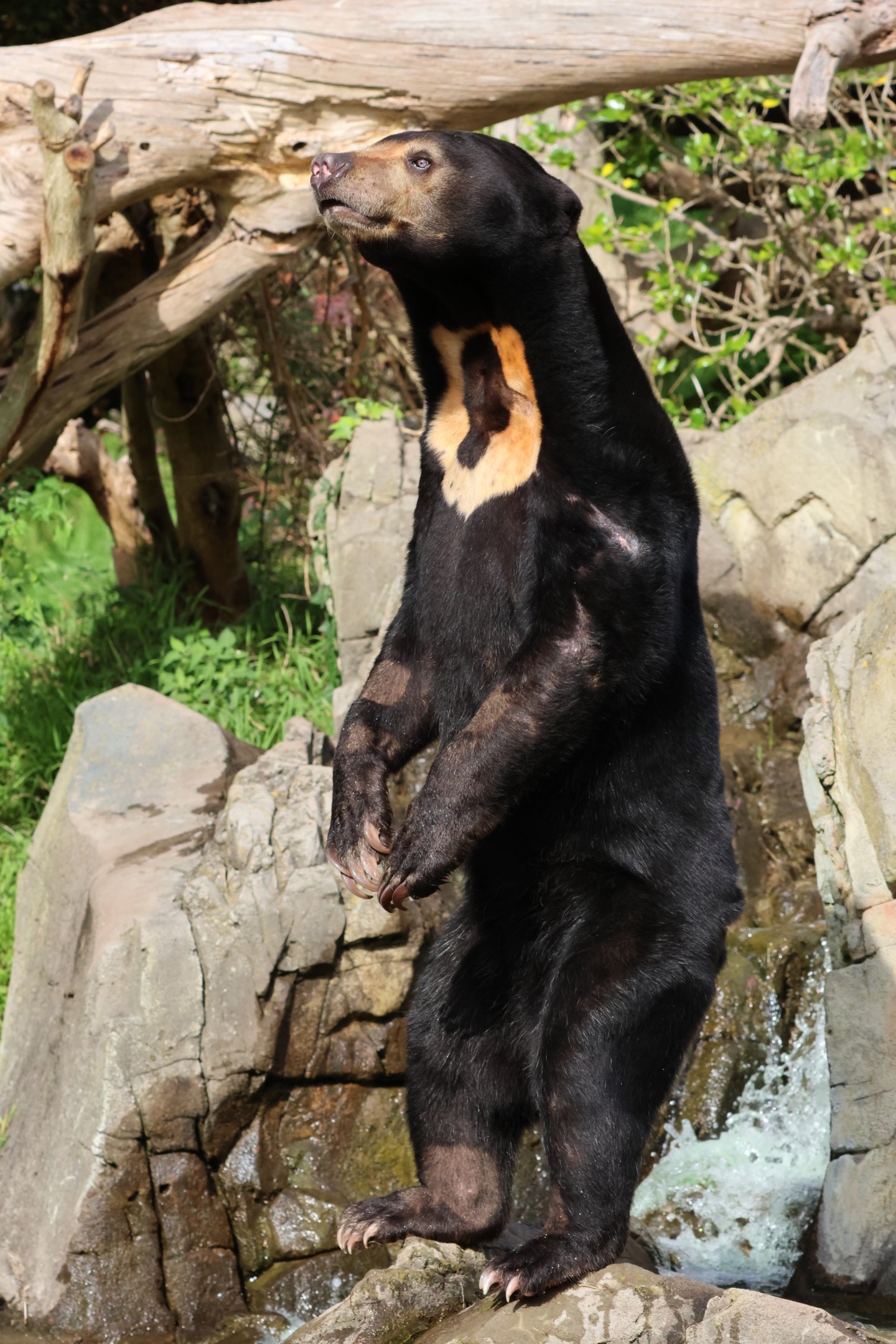 Sun Bear (Helarctos malayanus)
