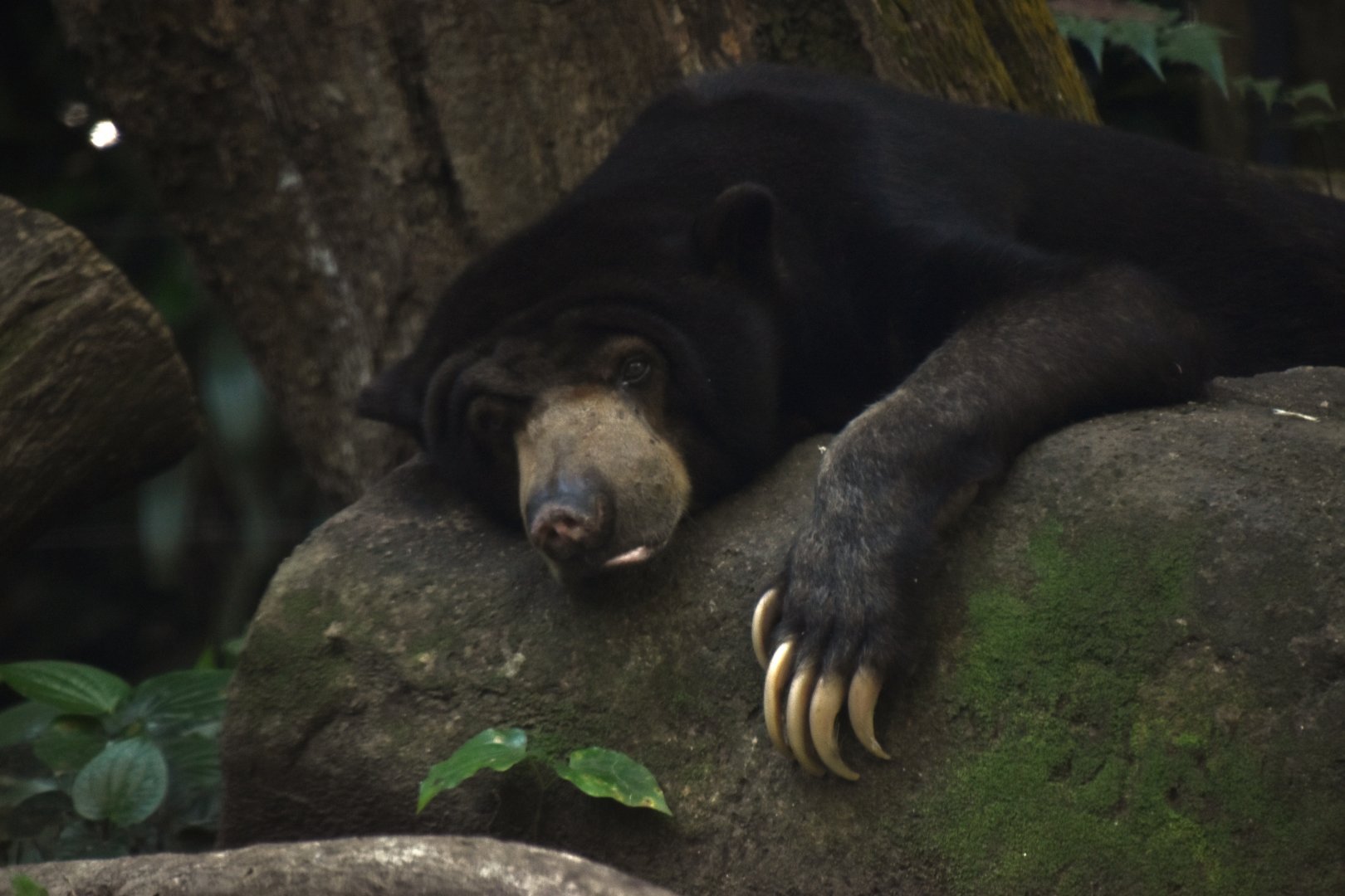 Sun bear, Helarctos malayanus
