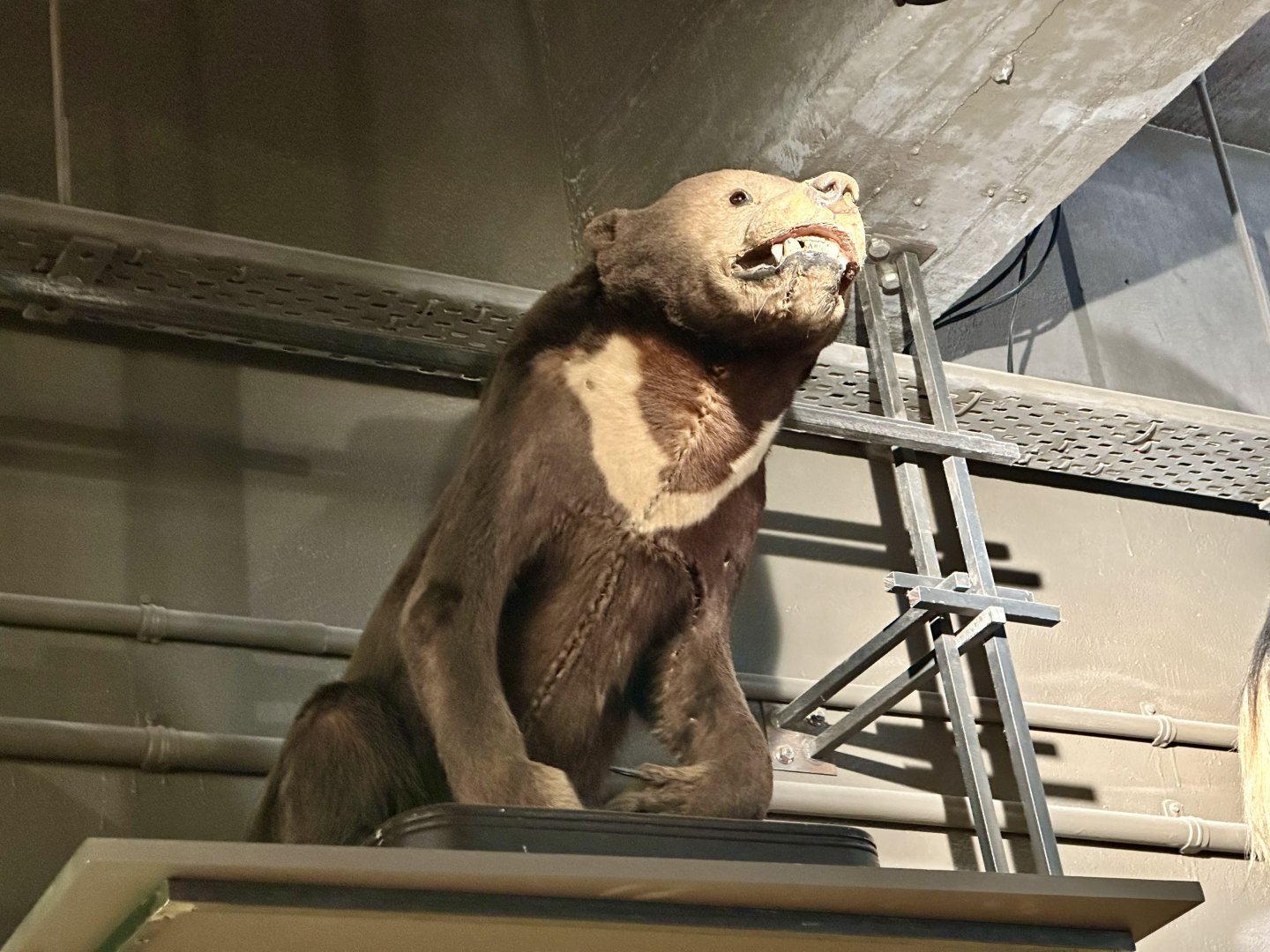 Sun bear (Helarctos malayanus)