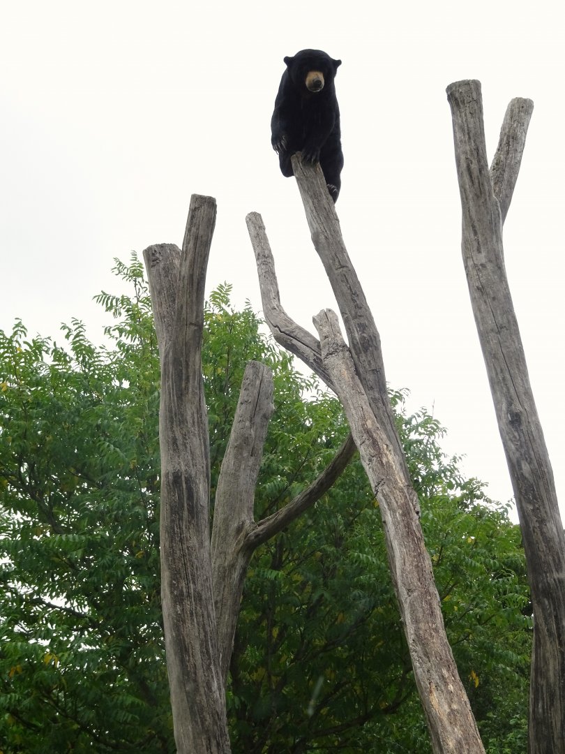 Sun bear high up in a tree