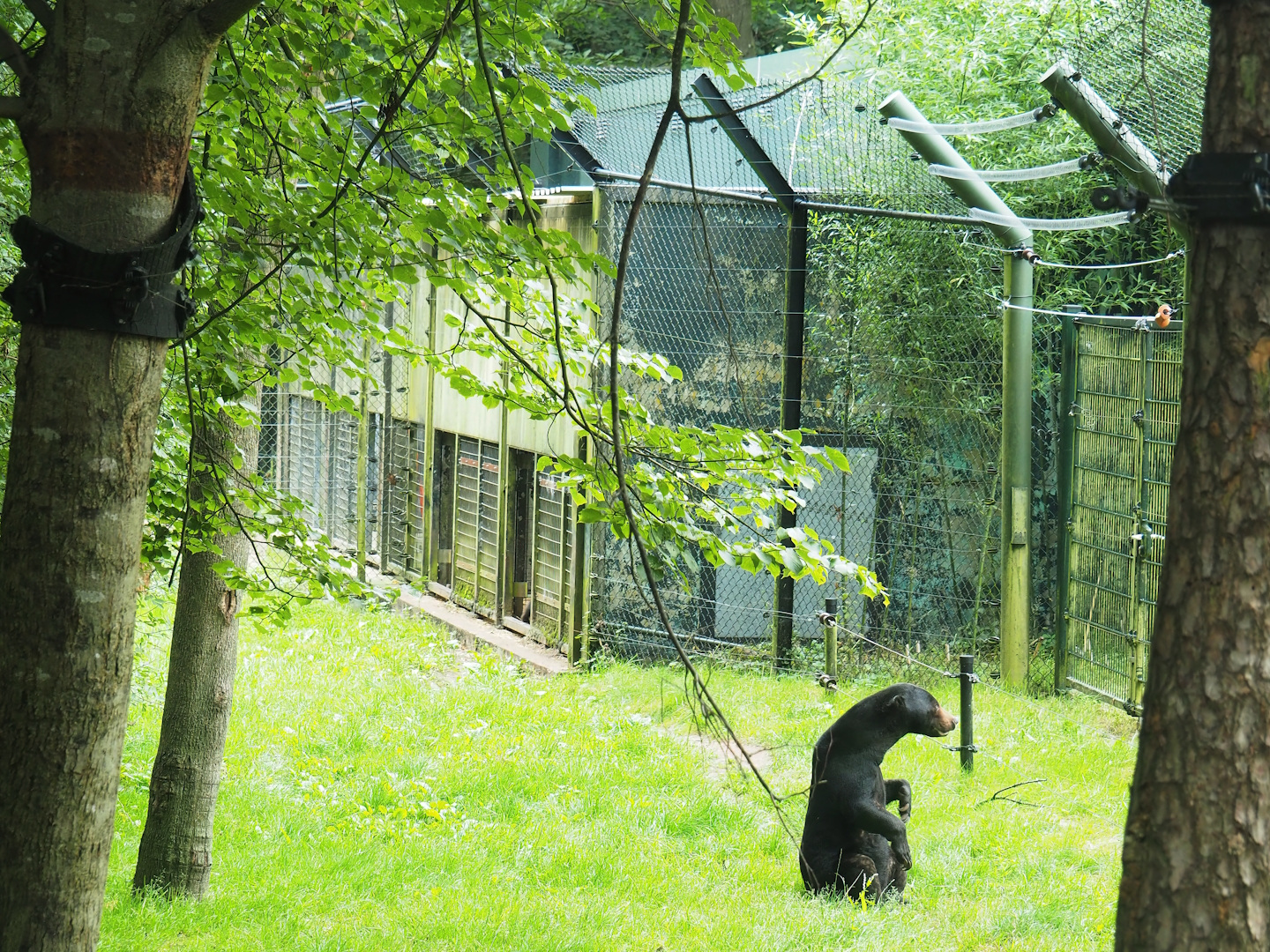 Sun bear holding, 2023-08-17