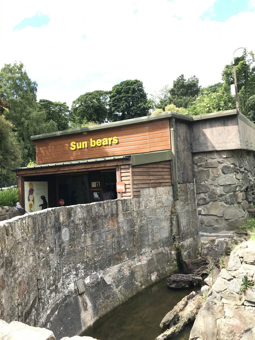 Sun bear house