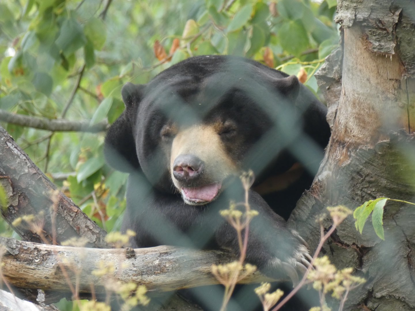 Sun Bear in a tree