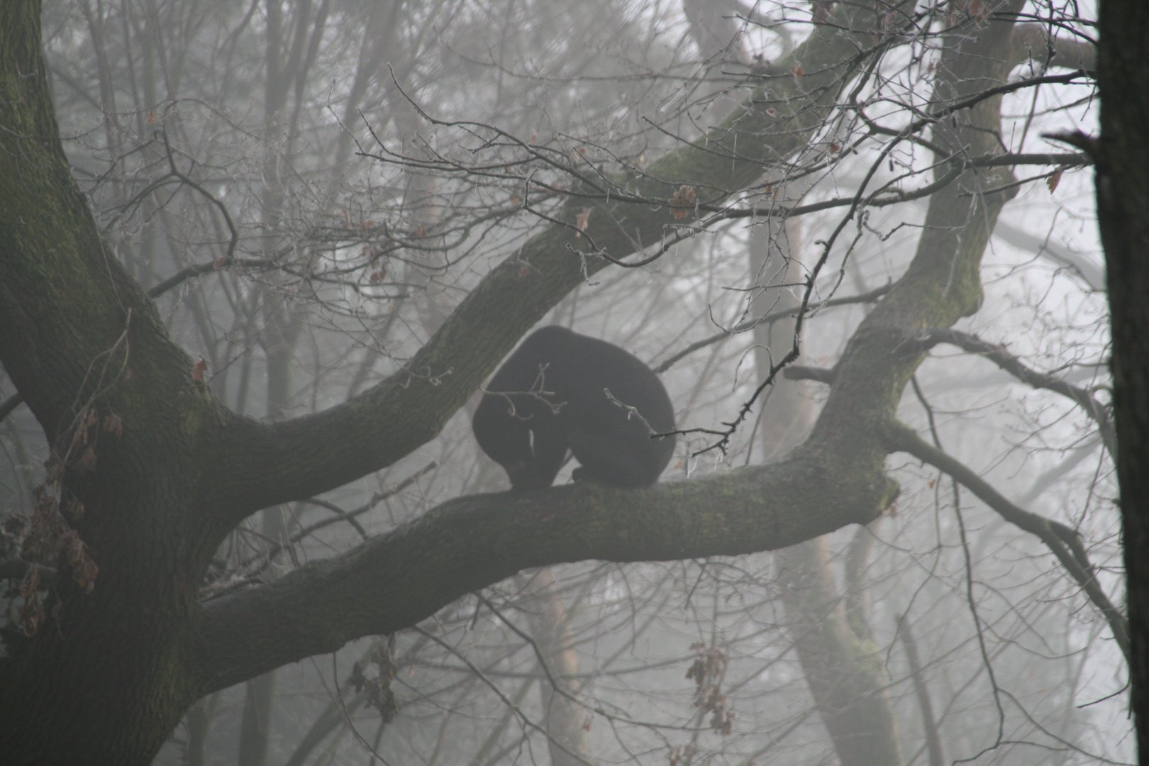 Sun bear in an Oak tree