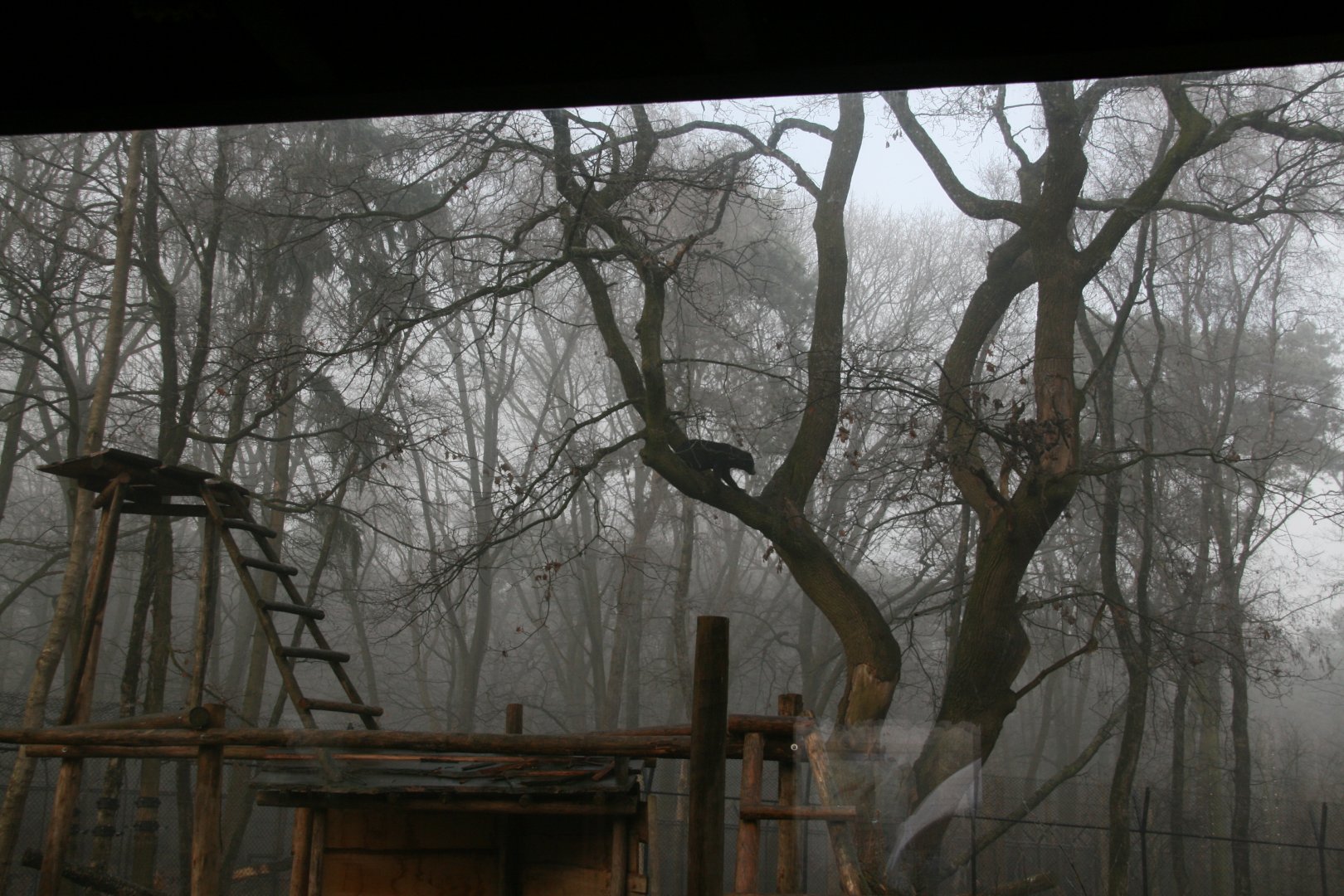 Sun bear in an Oak tree