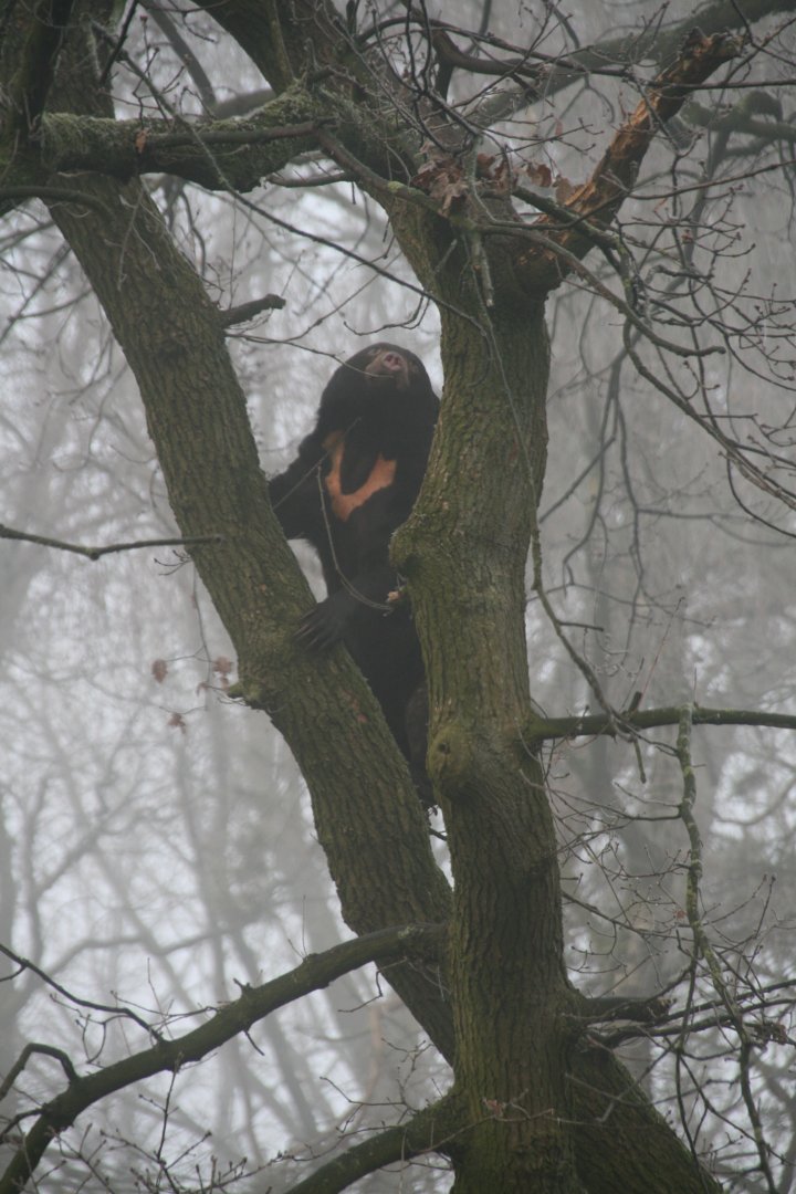 Sun bear in an Oak tree