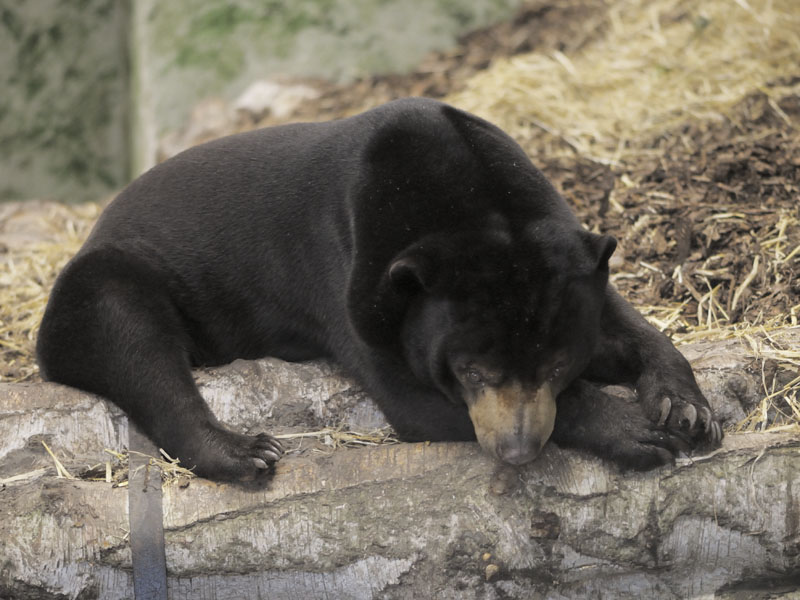 Sun bear in den
