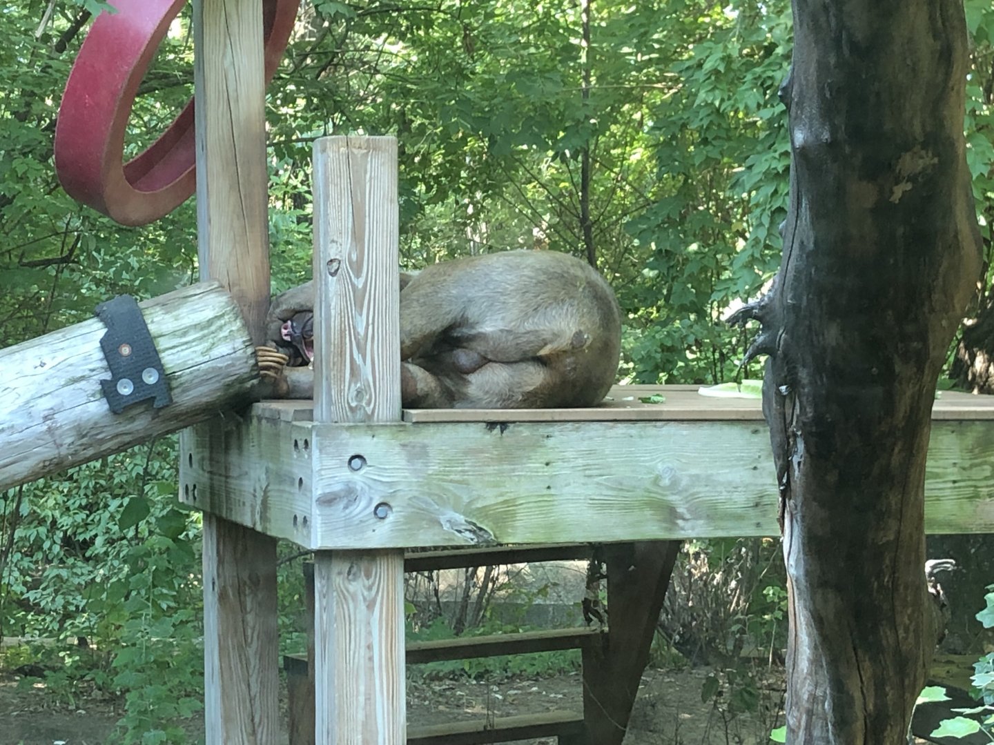 Sun Bear in Former Gorilla Exhibit