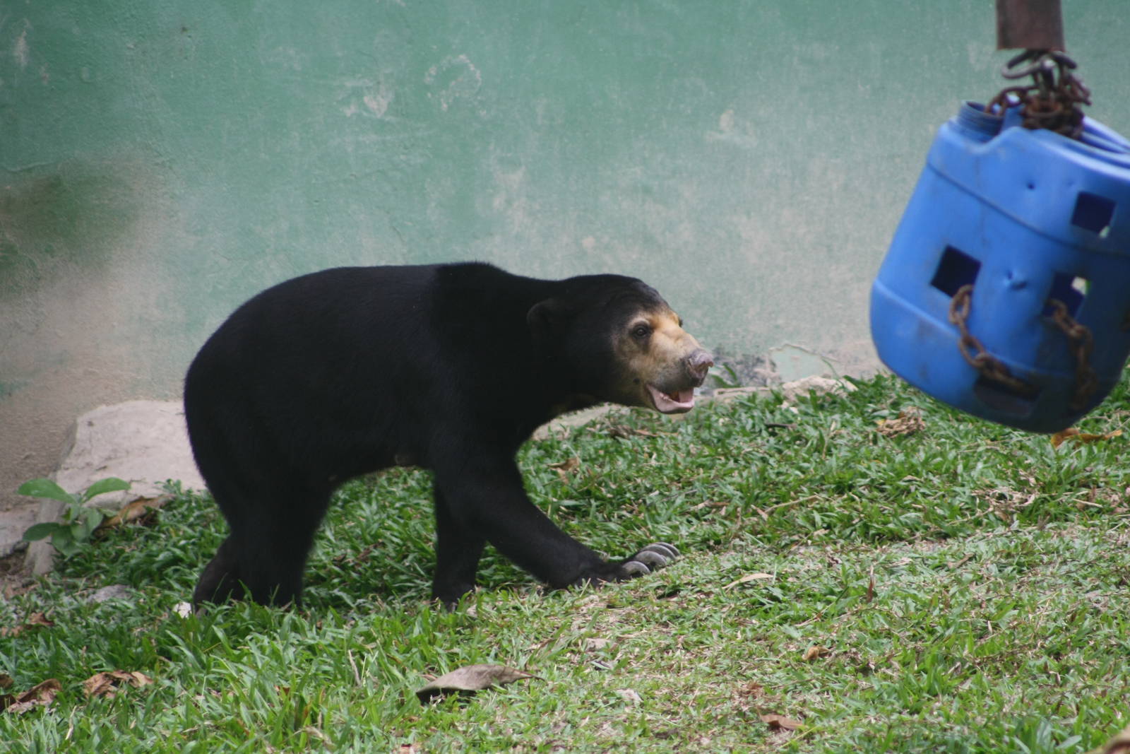 Sun Bear in new enclosure - Zoo Negara 2015