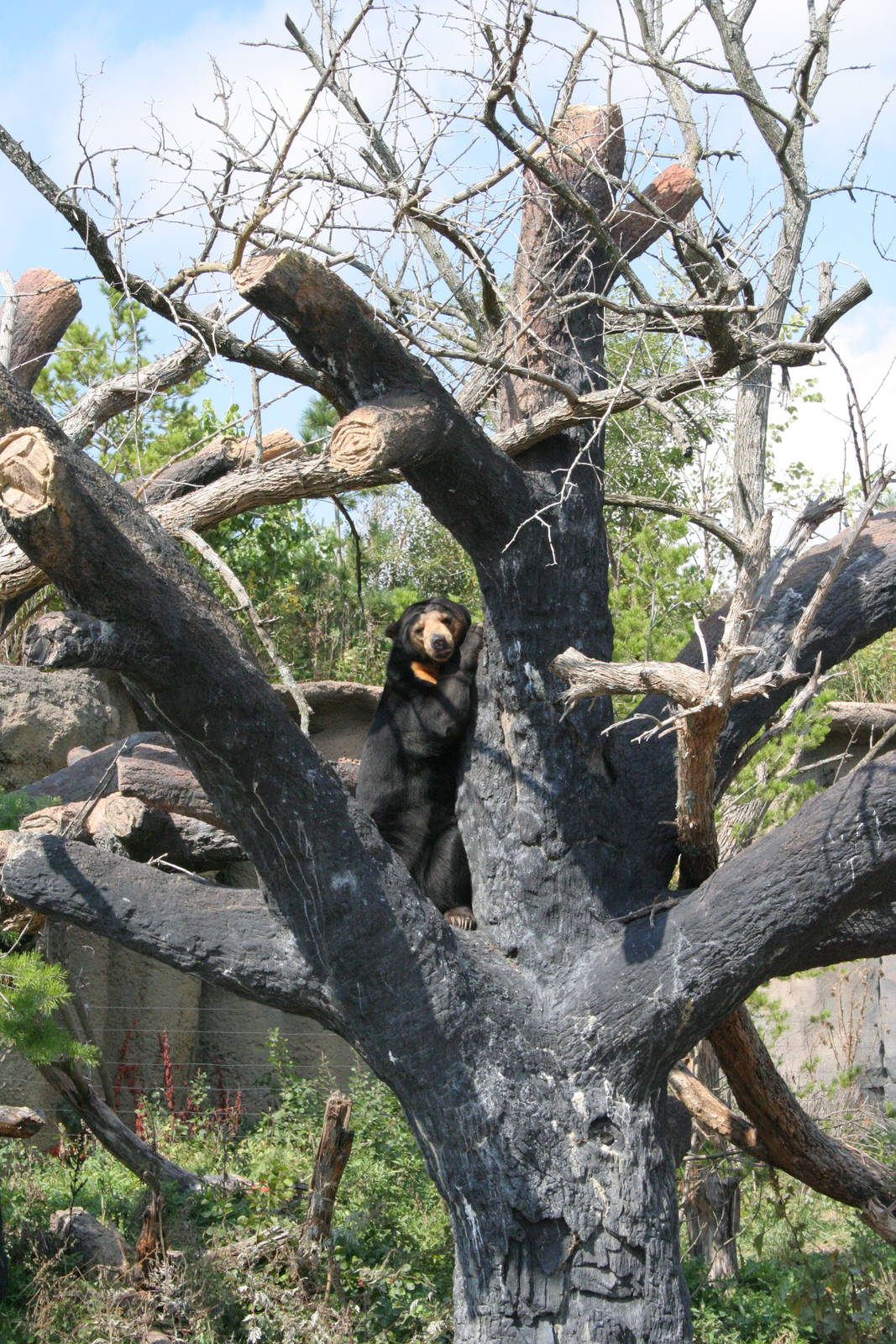Sun Bear in Tree