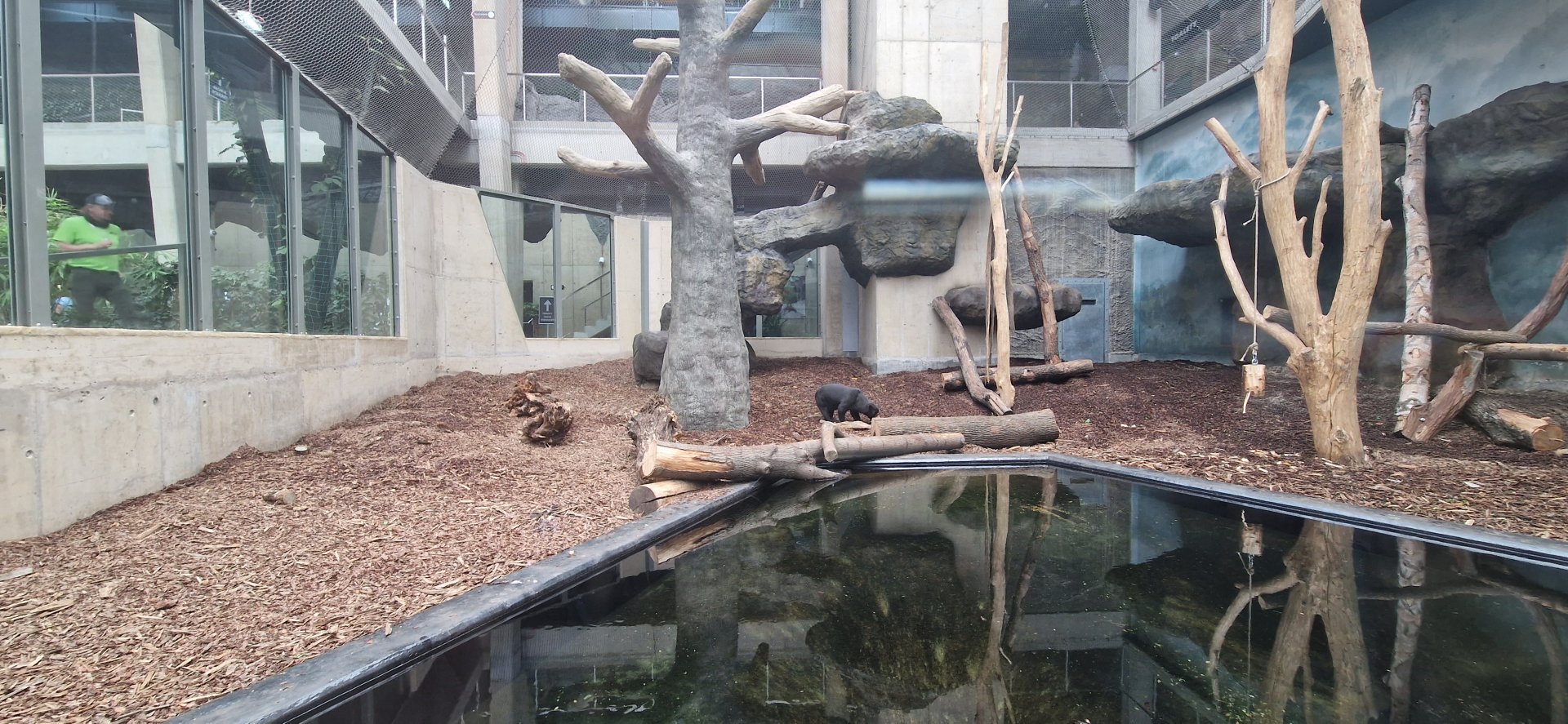 Sun Bear indoor exhibit