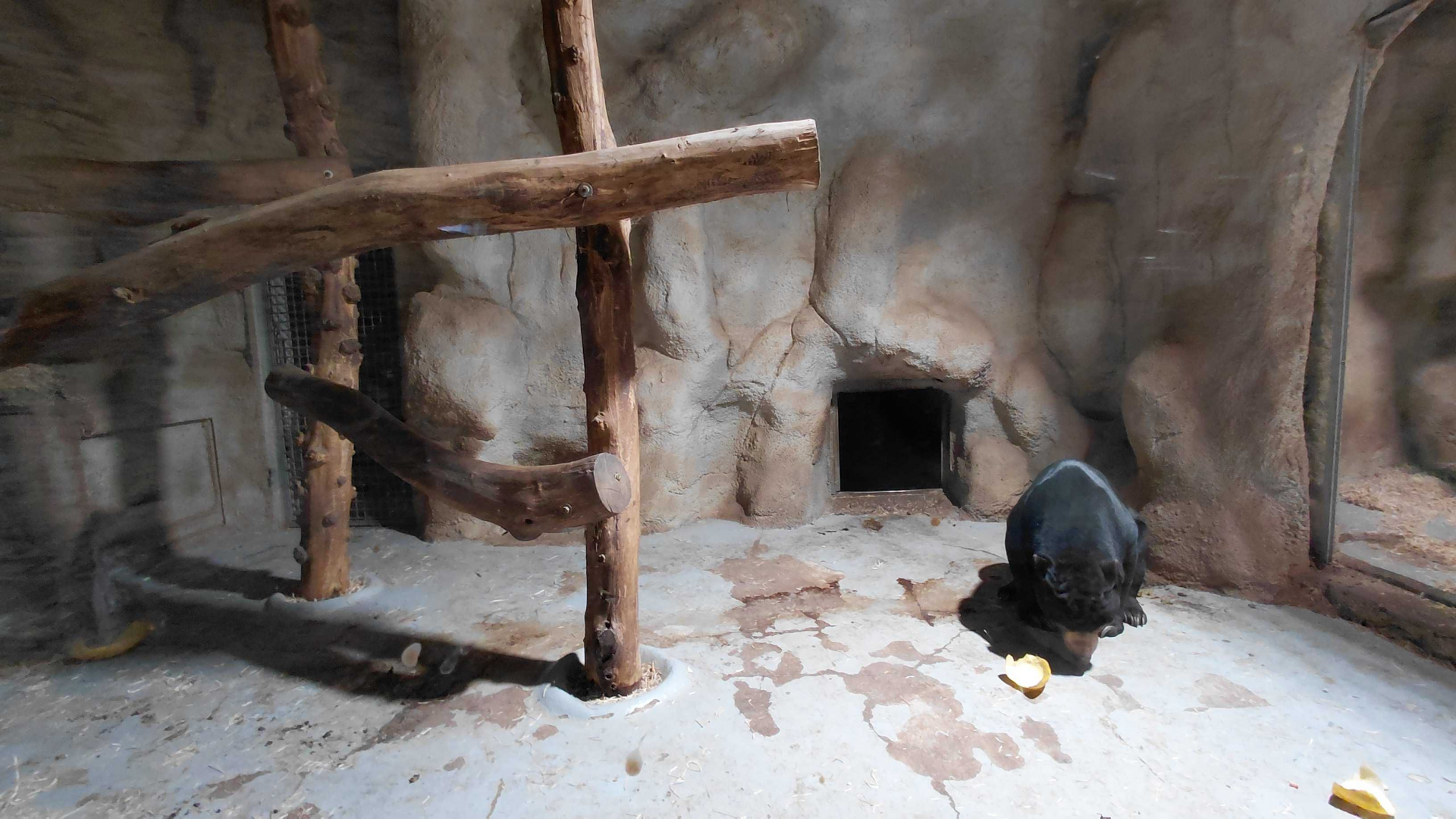Sun bear indoor exhibit