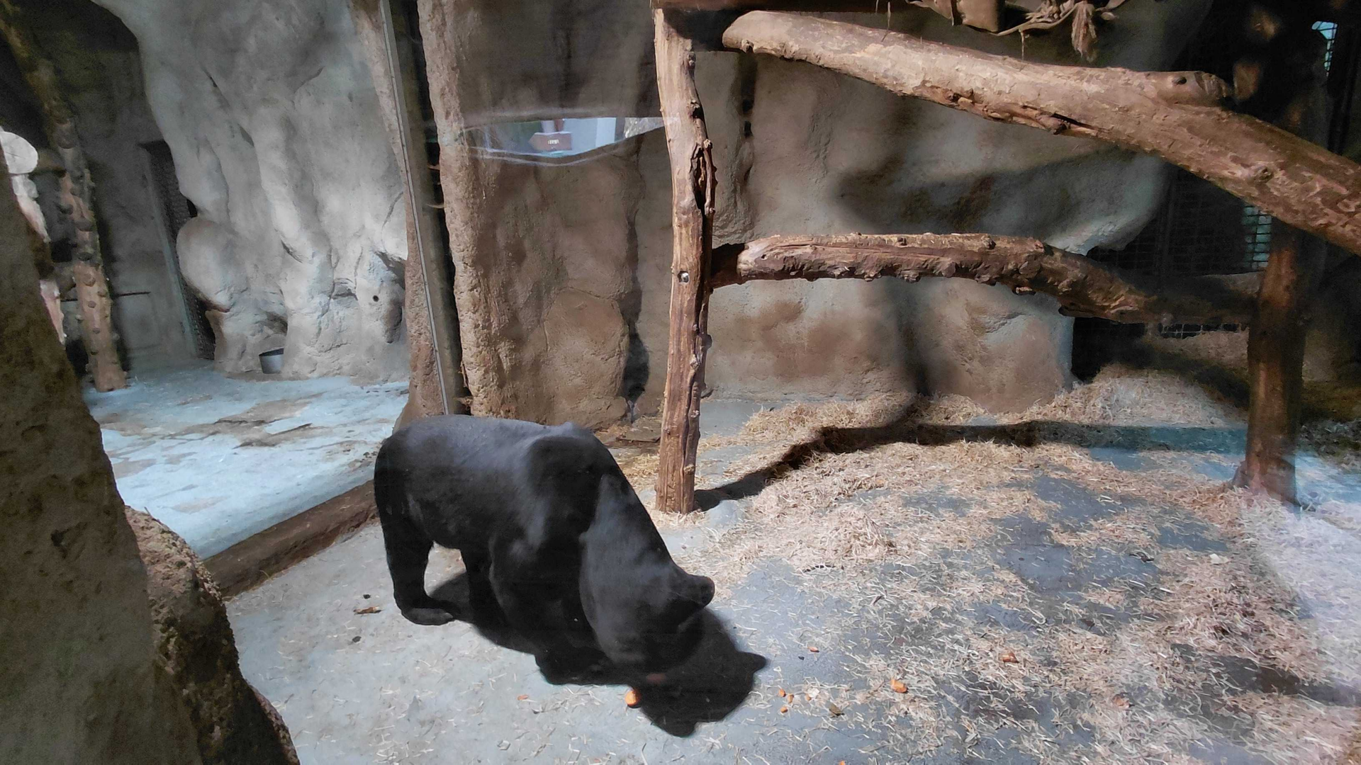 Sun bear indoor exhibit