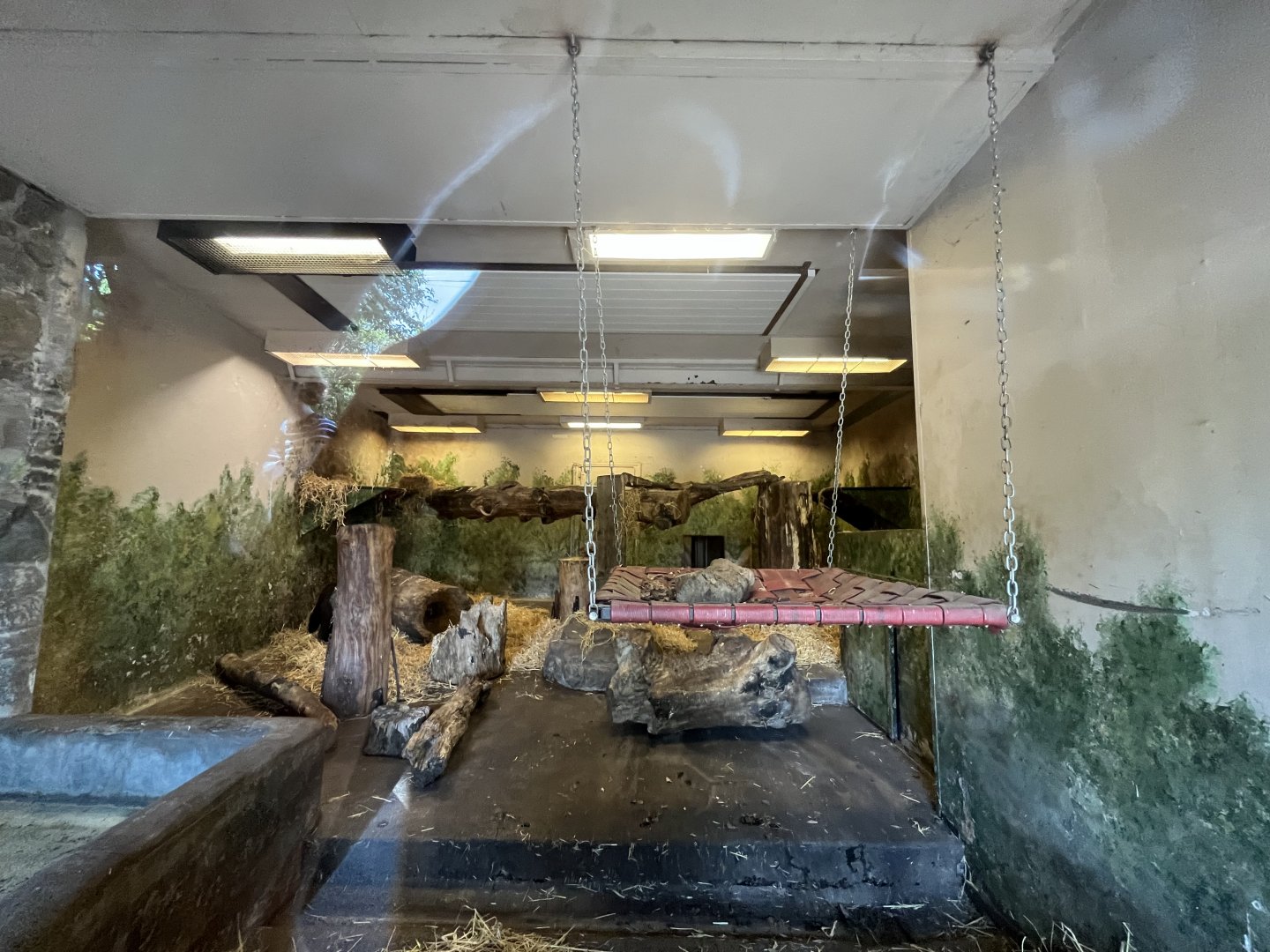 Sun bear indoors (0.5 version) 20.5.24