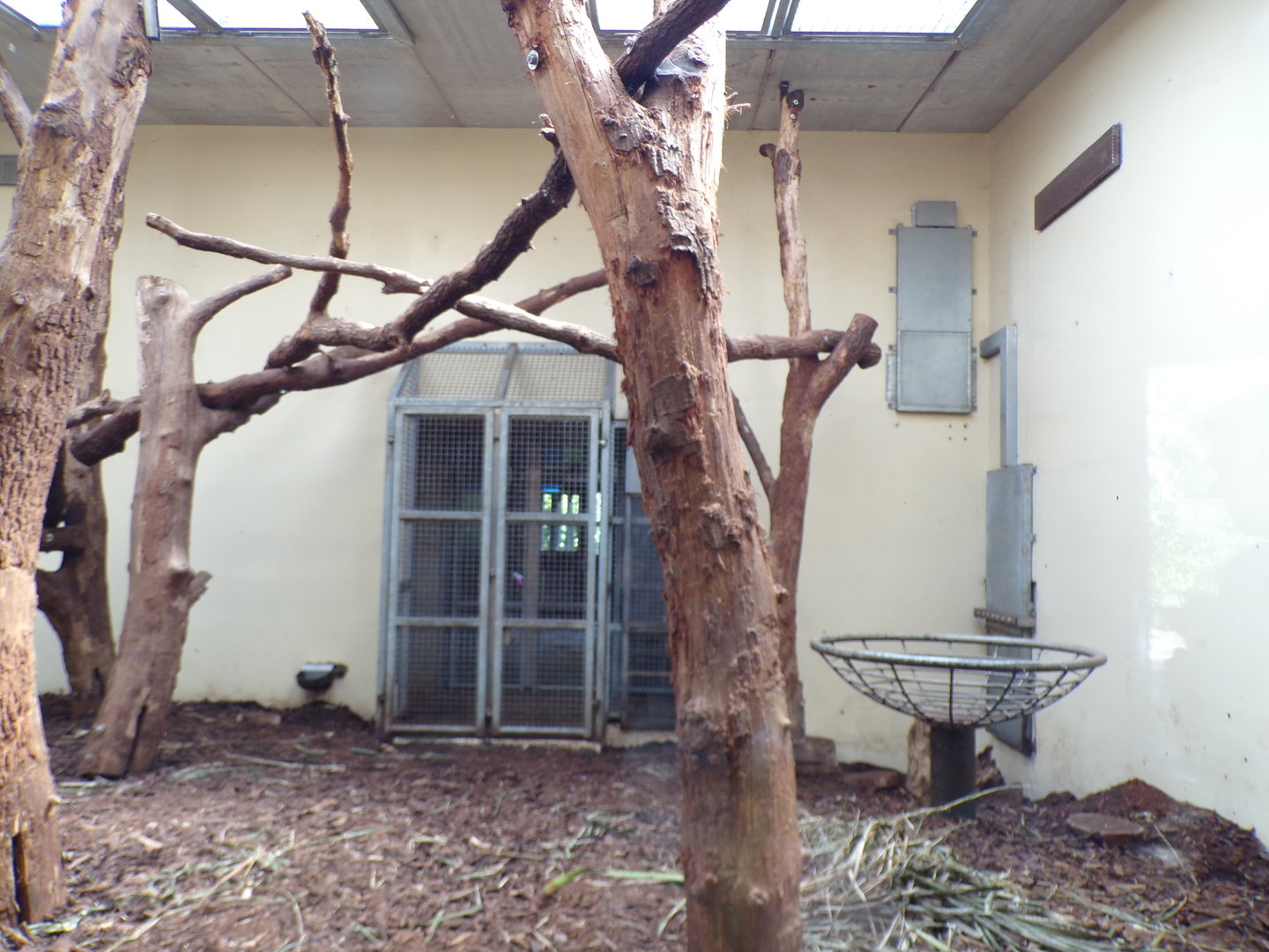 Sun bear indoors 6.7.23