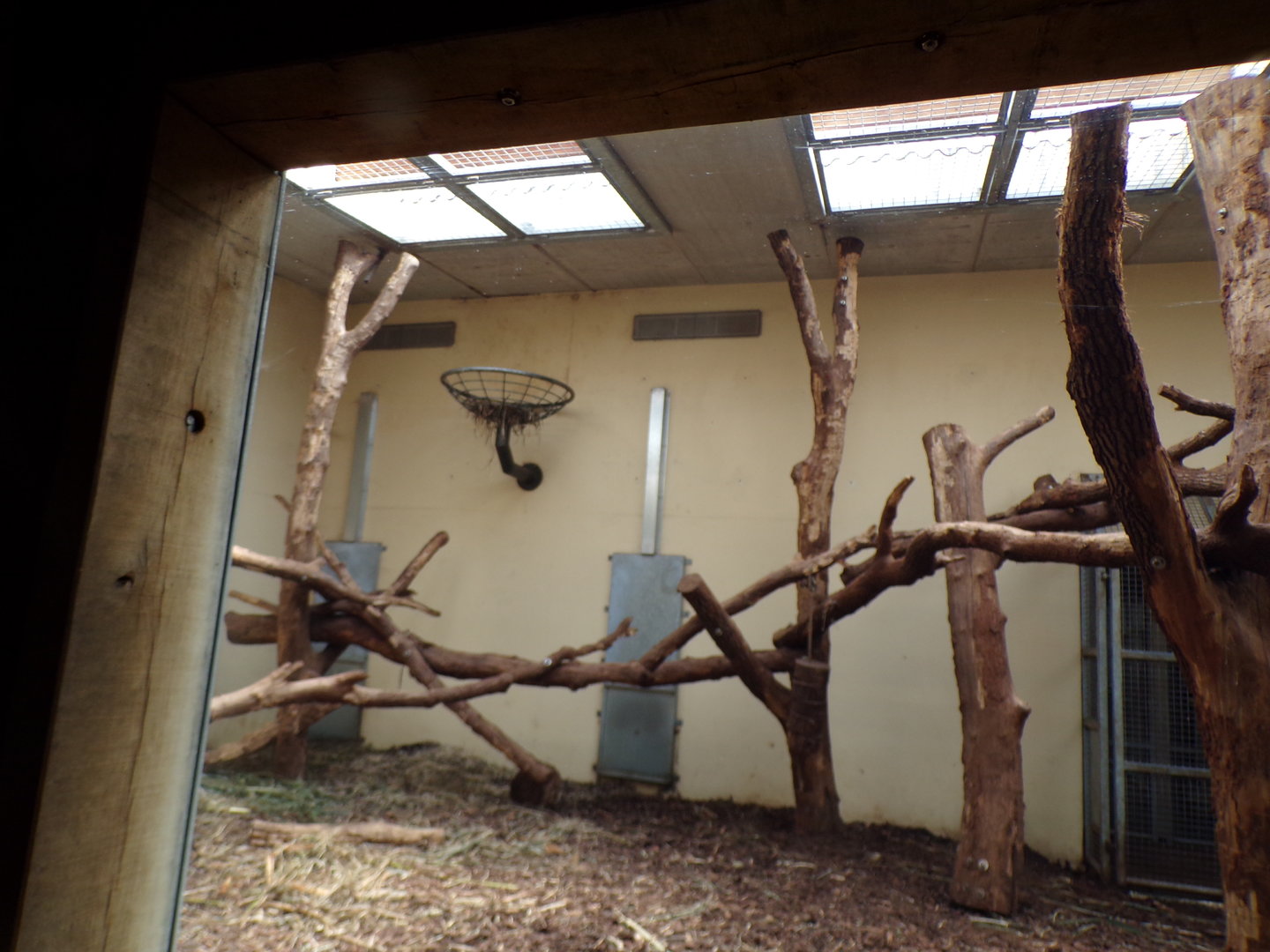 Sun bear indoors 6.7.23