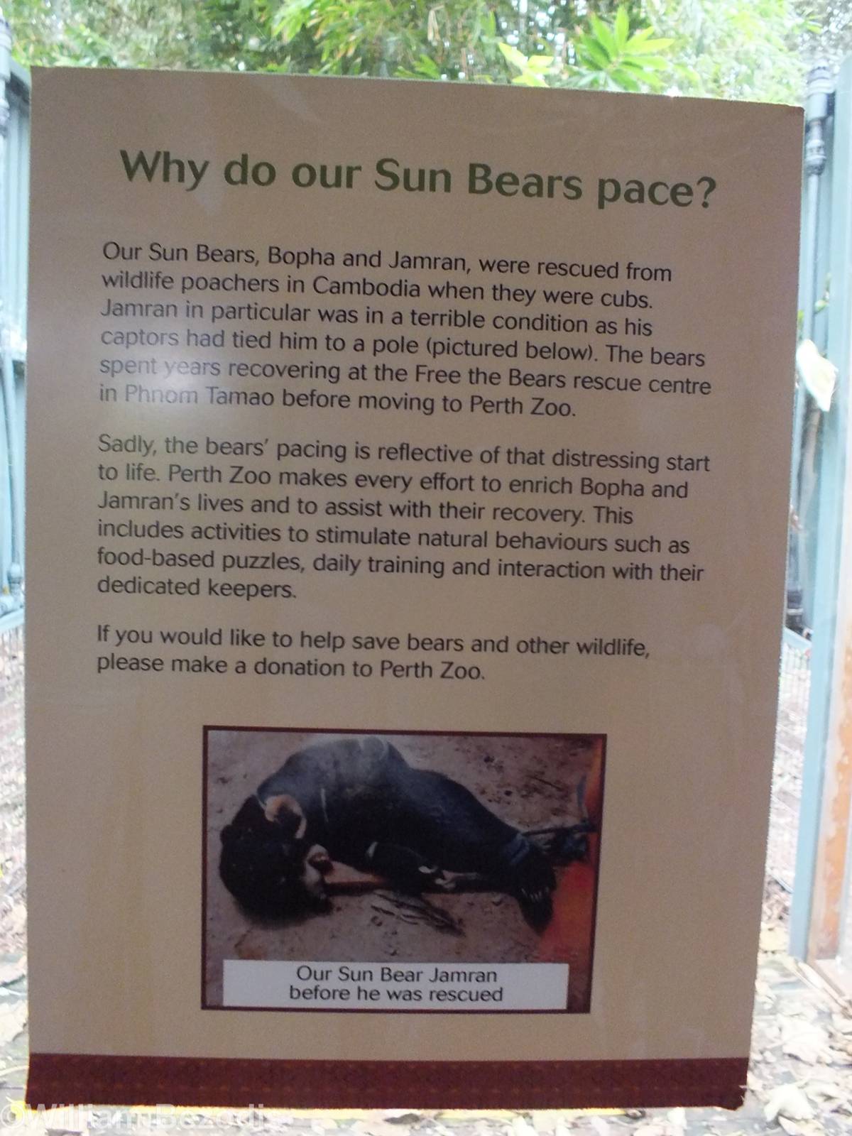 Sun Bear Informational Sign