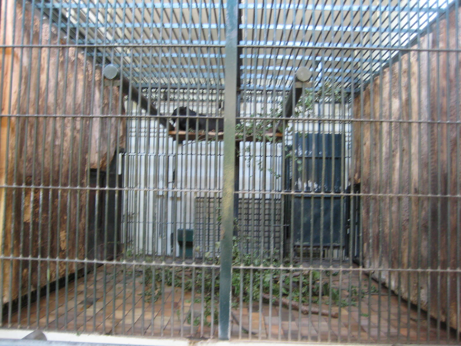 Sun bear Inside Cage Detail