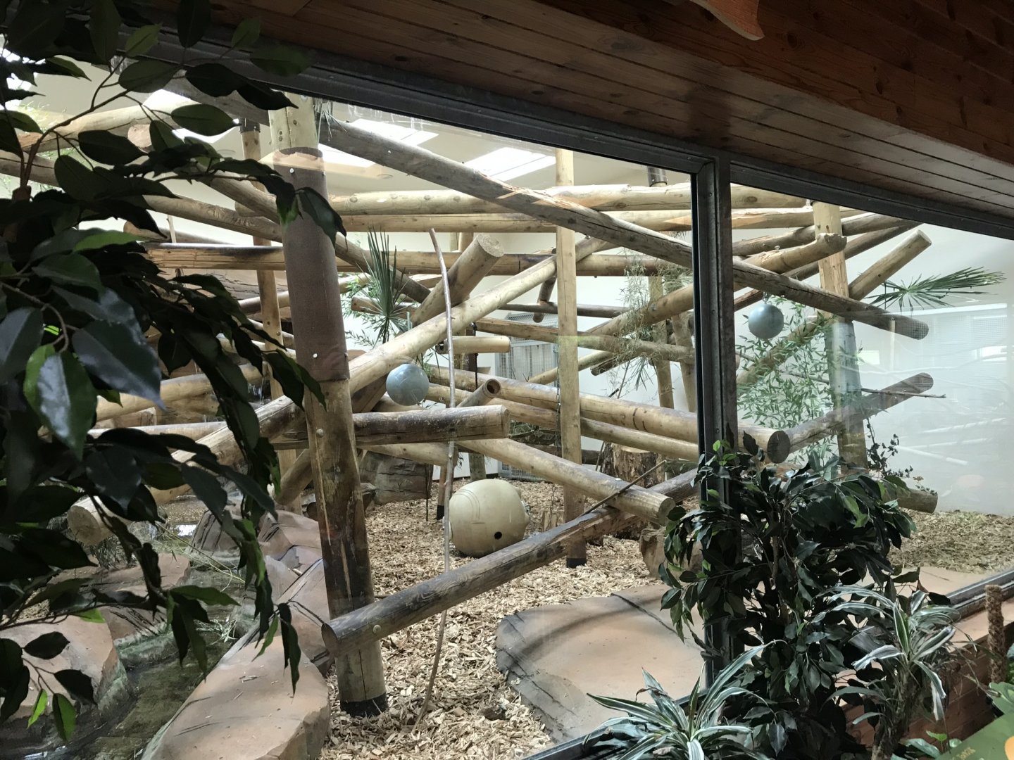 Sun bear inside enclosure 050819