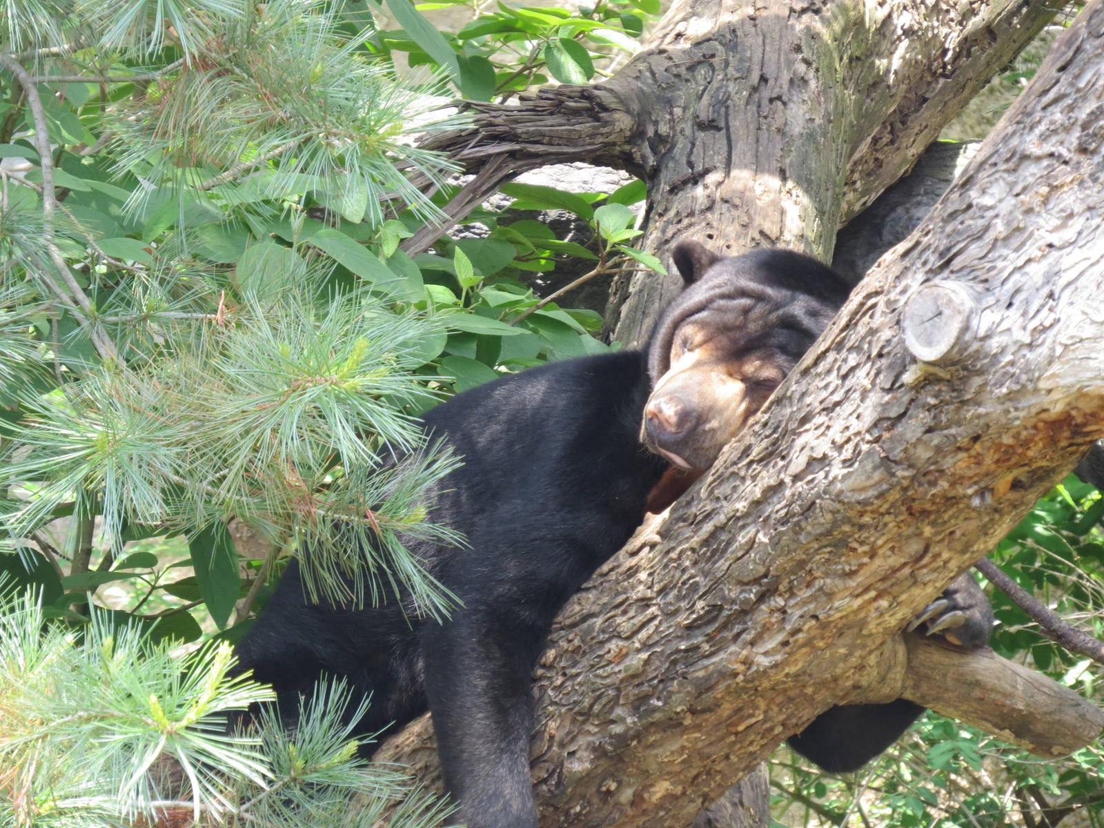 Sun Bear Lounging