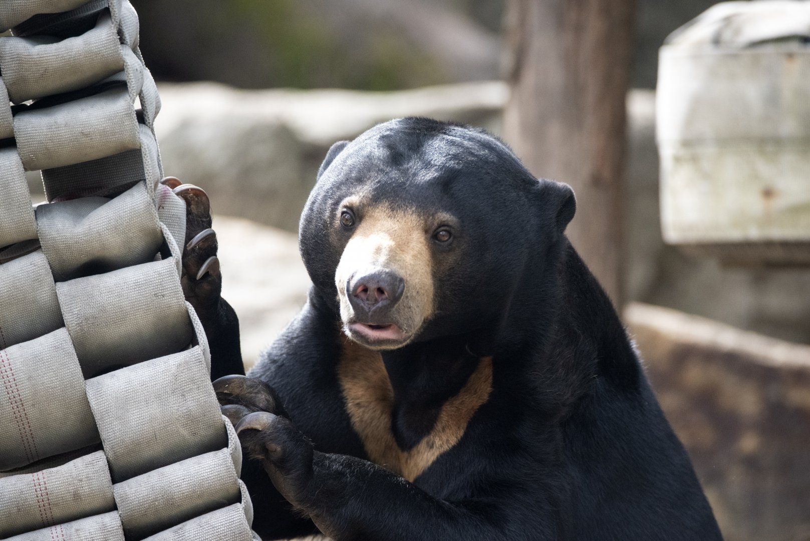Sun bear 'Mary'
