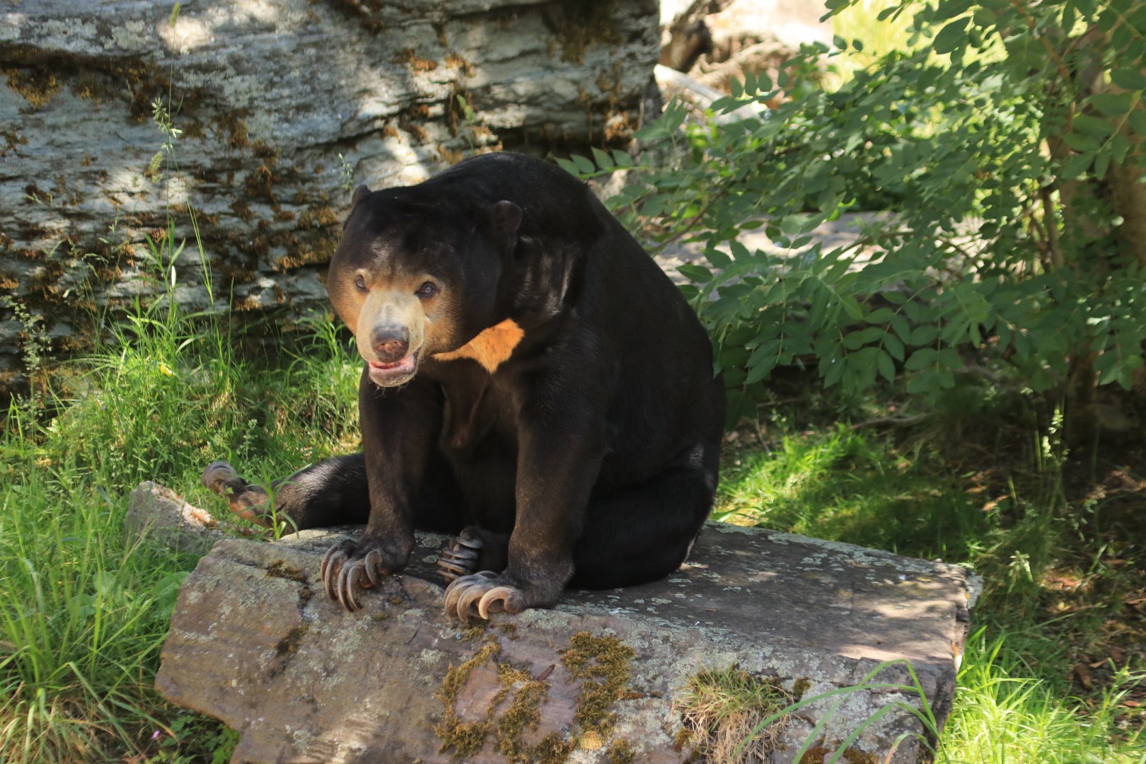 Sun Bear - May 2020