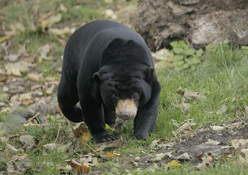 Sun bear, Milli