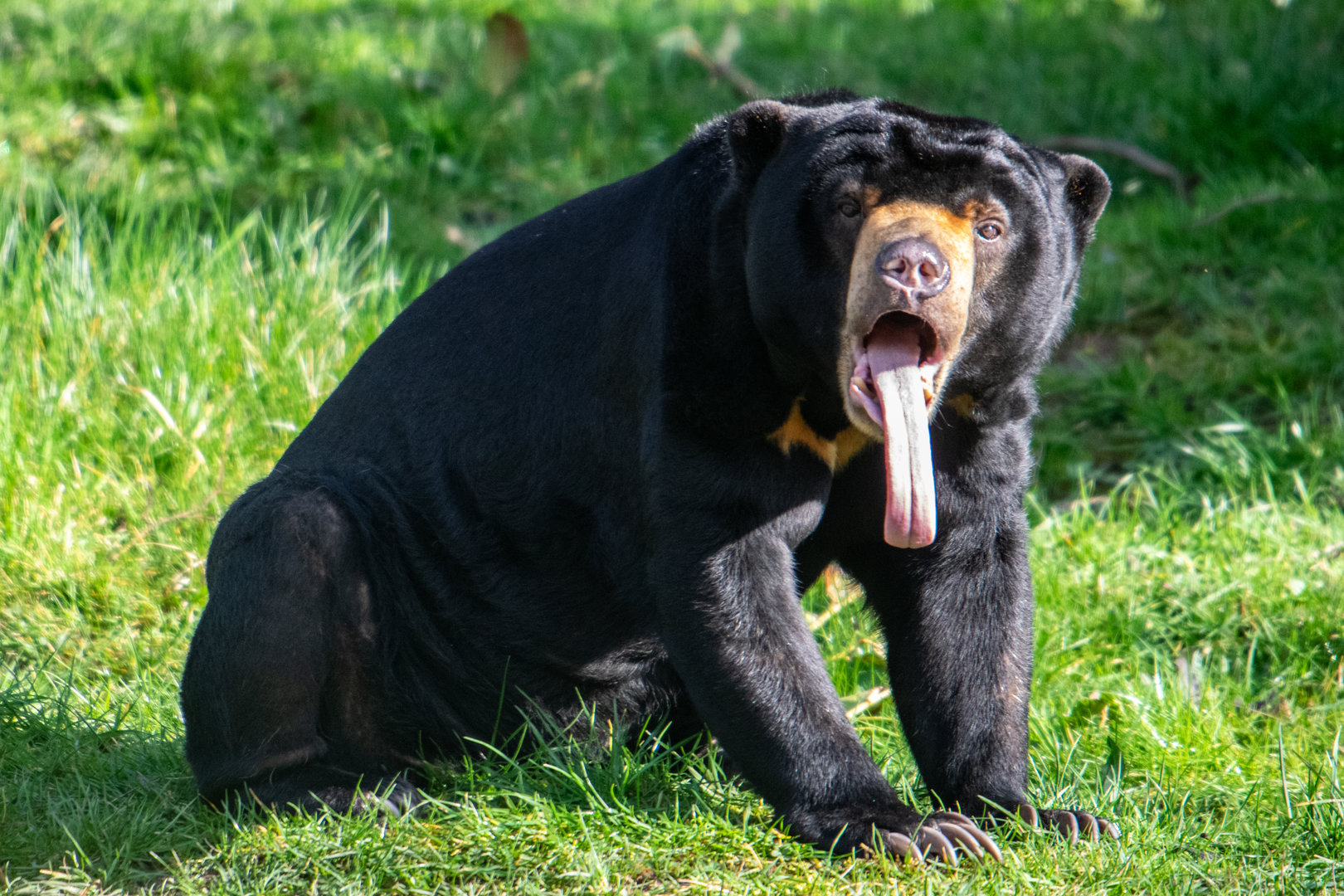 Sun Bear - Milli