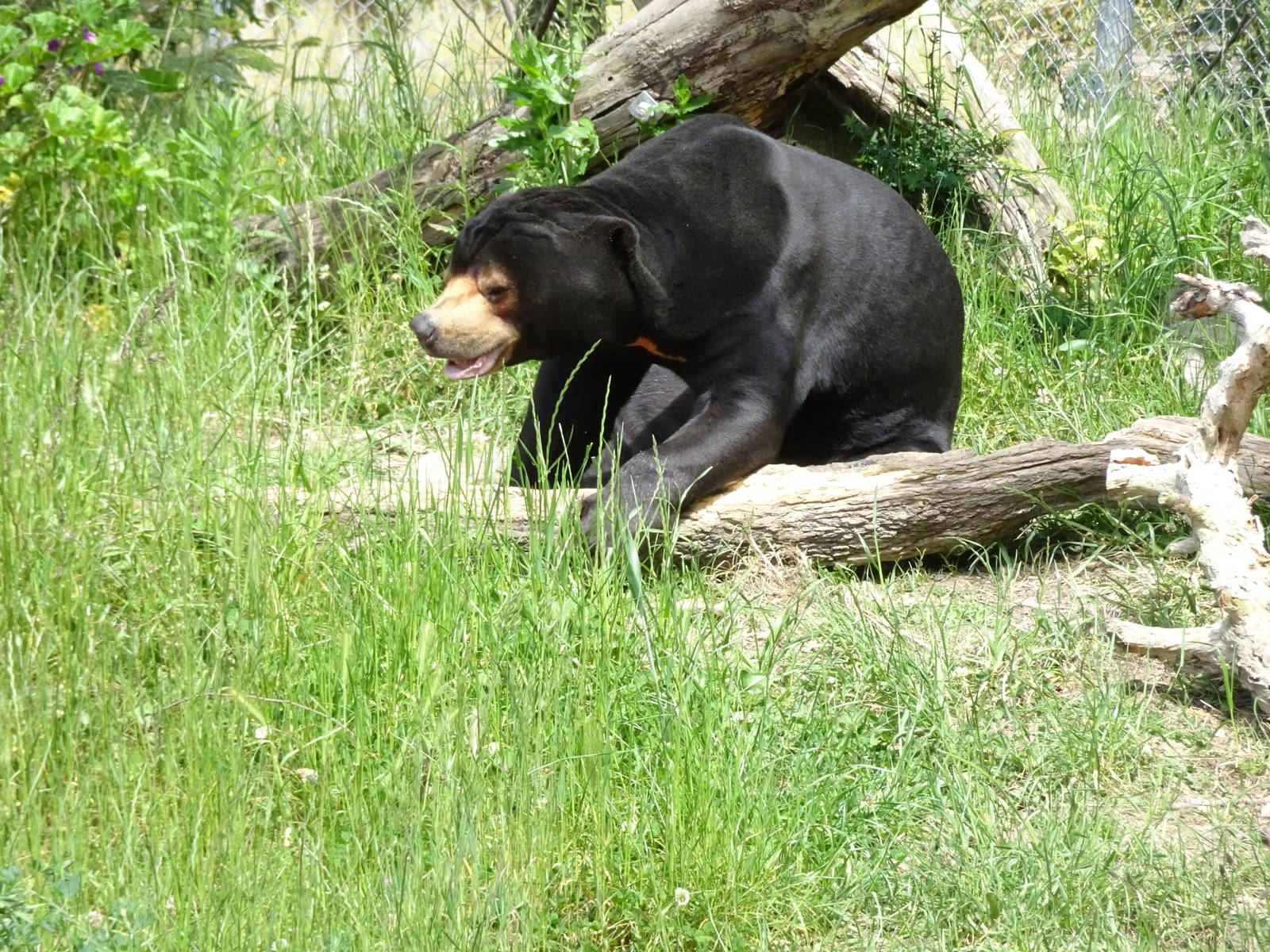 Sun Bear, November 2015