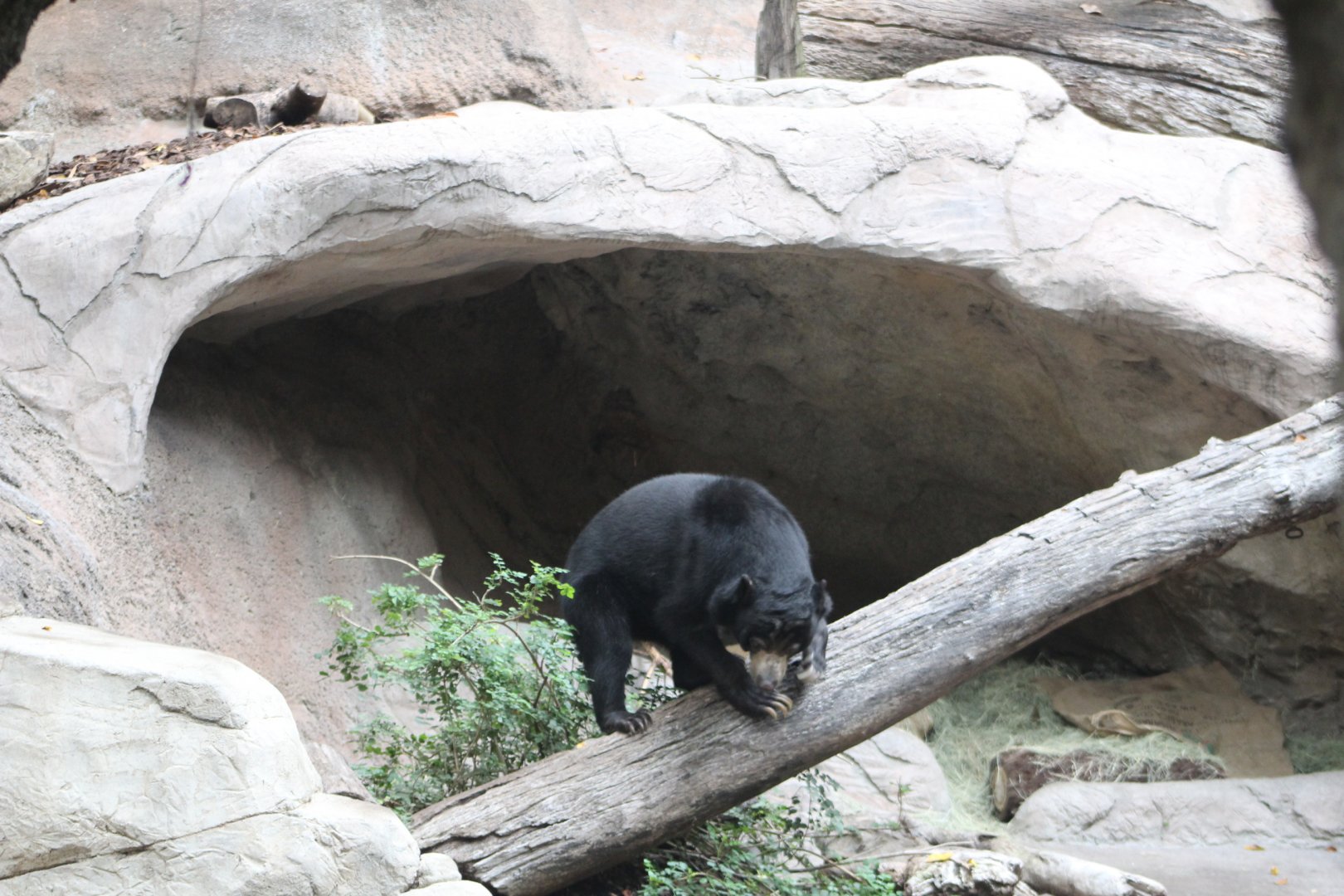Sun Bear on a Log - Sun Bear Forest
