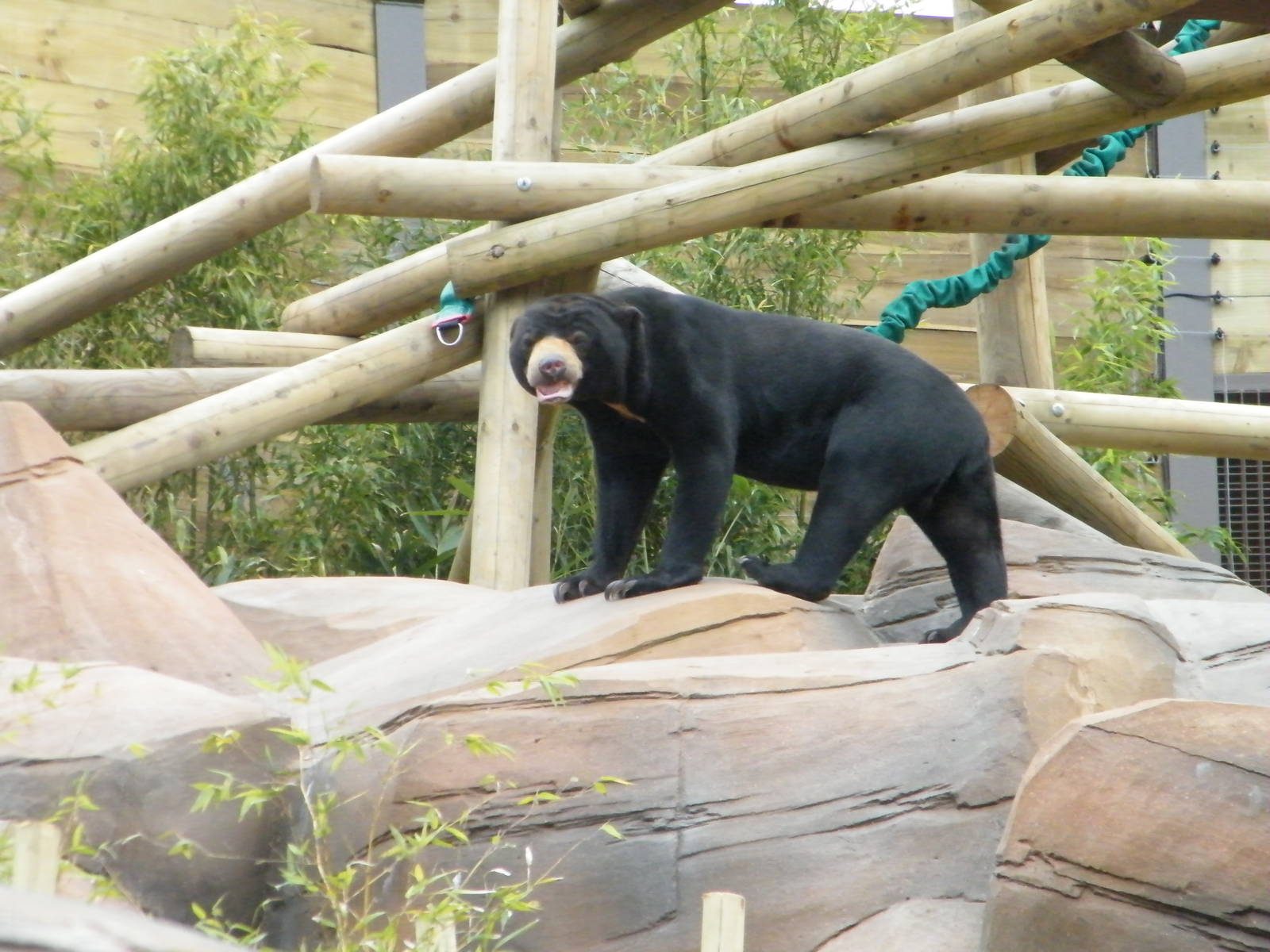 sun bear on rock