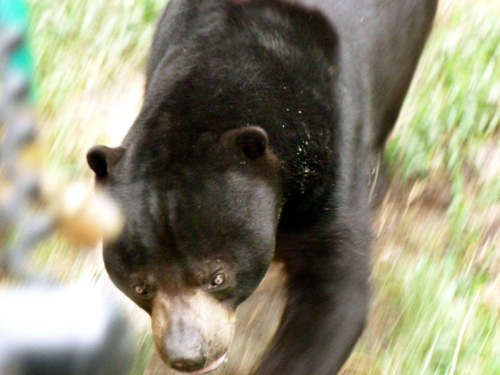 Sun Bear on the Run