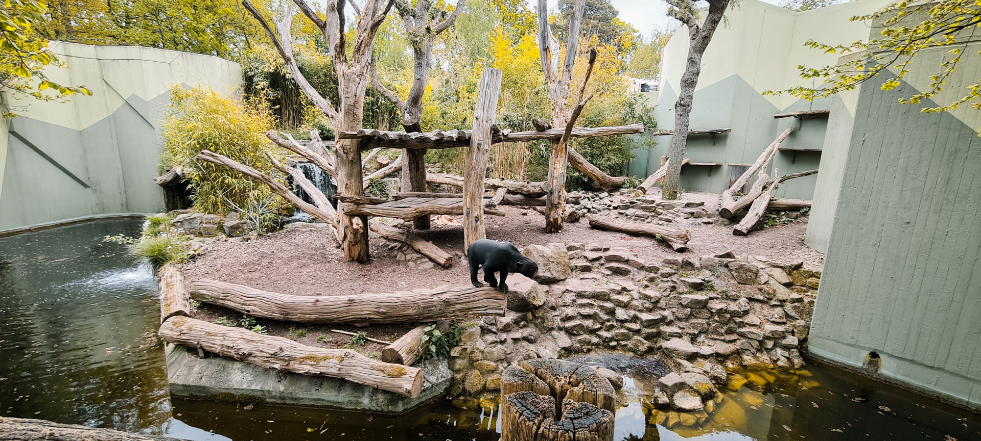 Sun bear outdoor eclosure 2