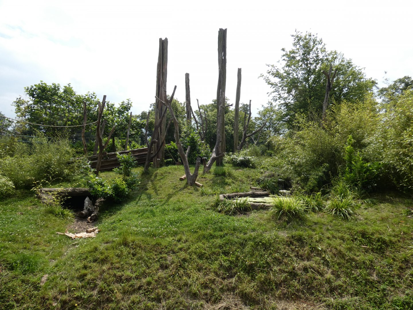 Sun bear outdoor enclosure