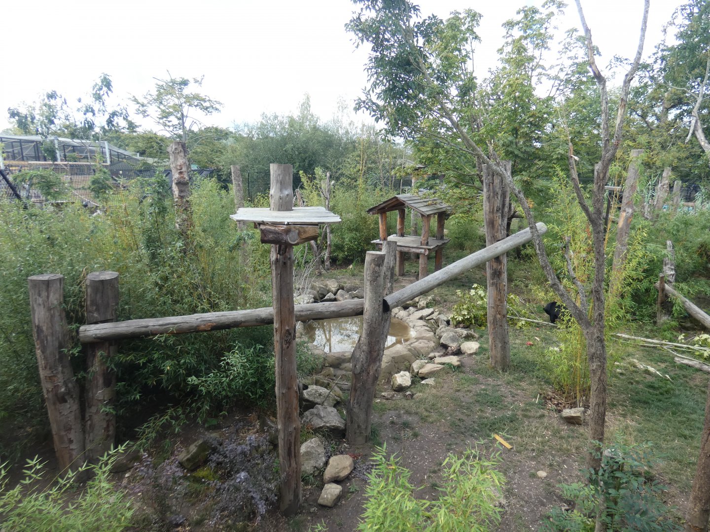Sun bear outdoor enclosure