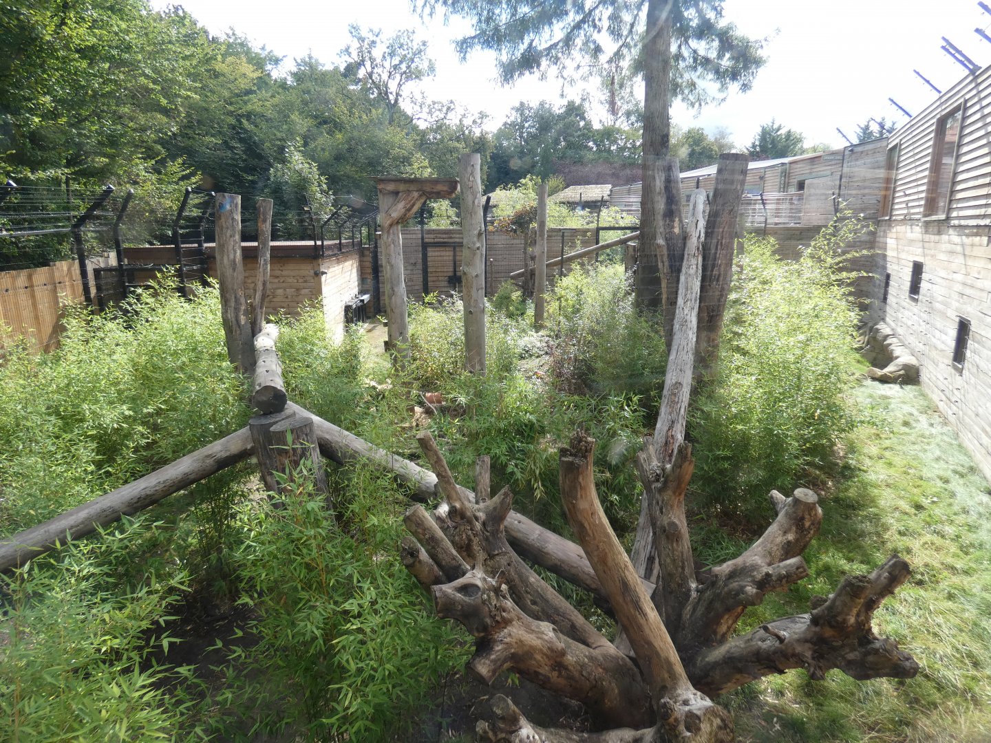 Sun bear outdoor enclosure