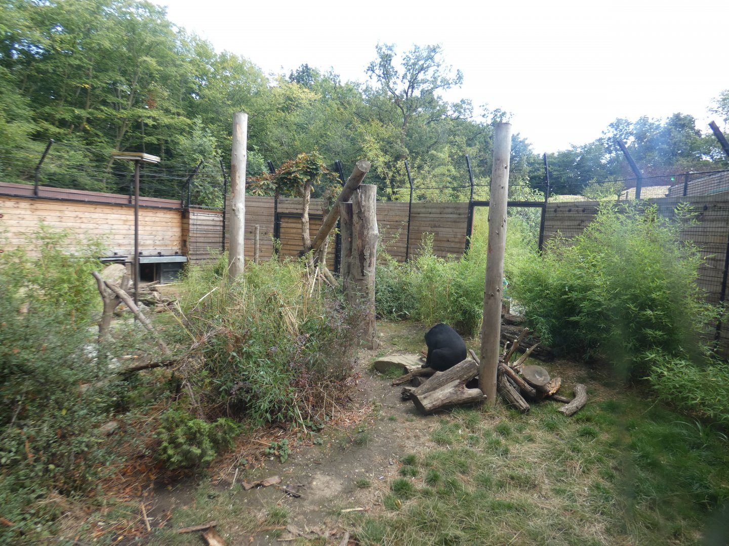 Sun bear outdoor enclosure