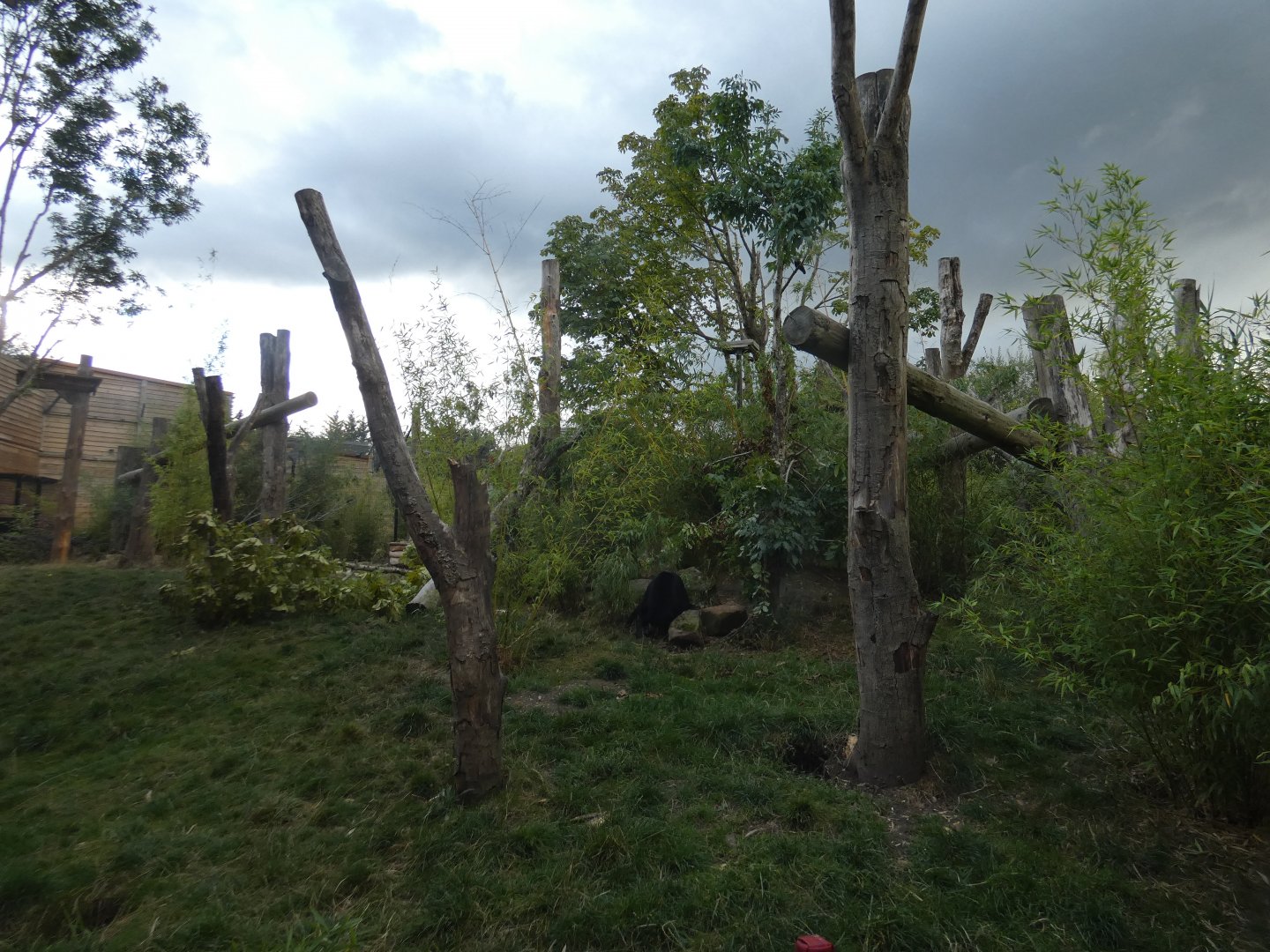 Sun bear outdoor enclosure