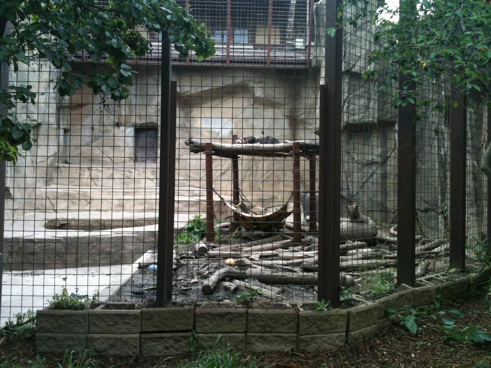 Sun Bear outdoor exhibit