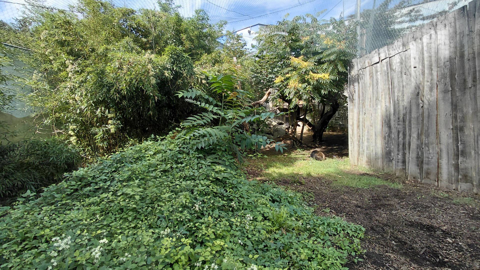 Sun bear outdoor exhibit