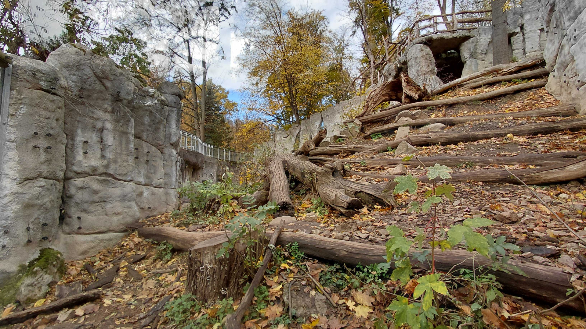 Sun bear outdoor exhibit