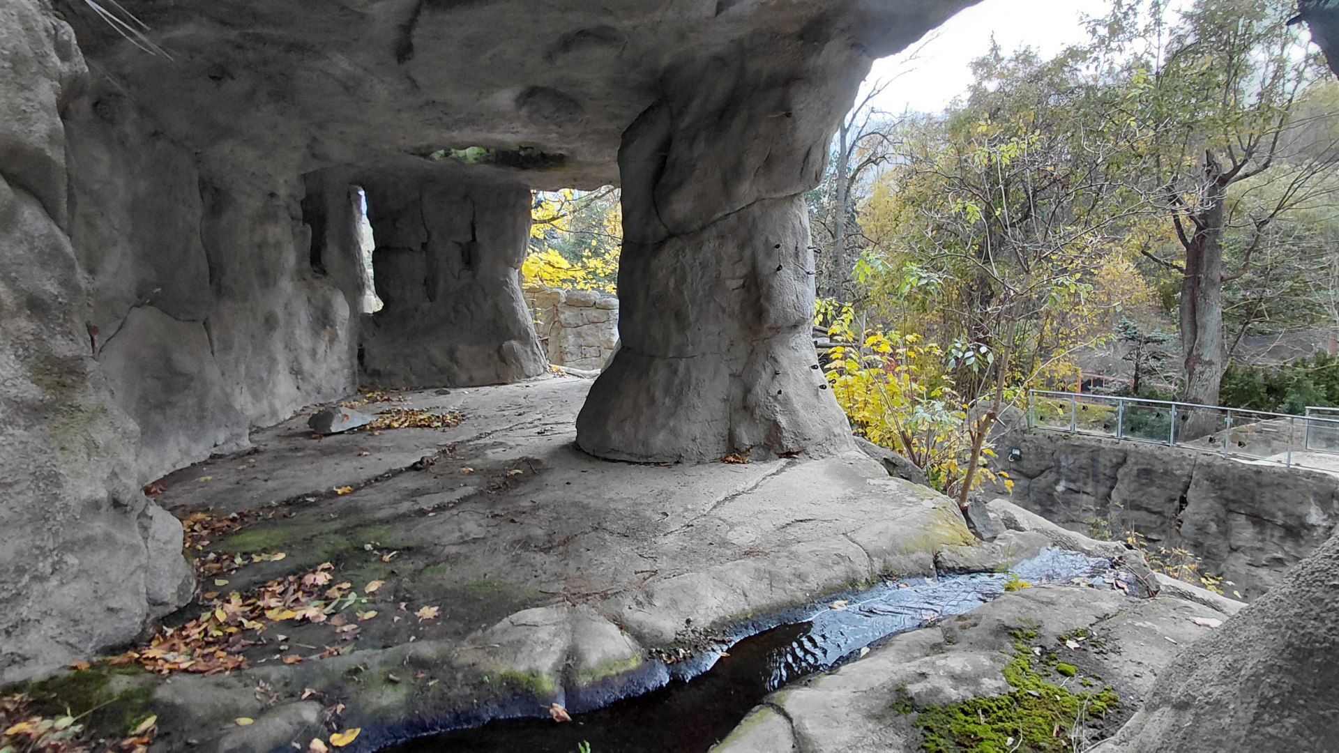 Sun bear outdoor exhibit