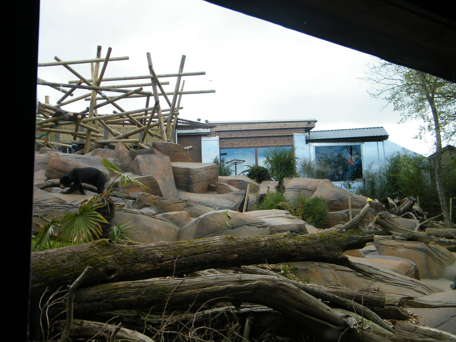 sun bear outside enclosure