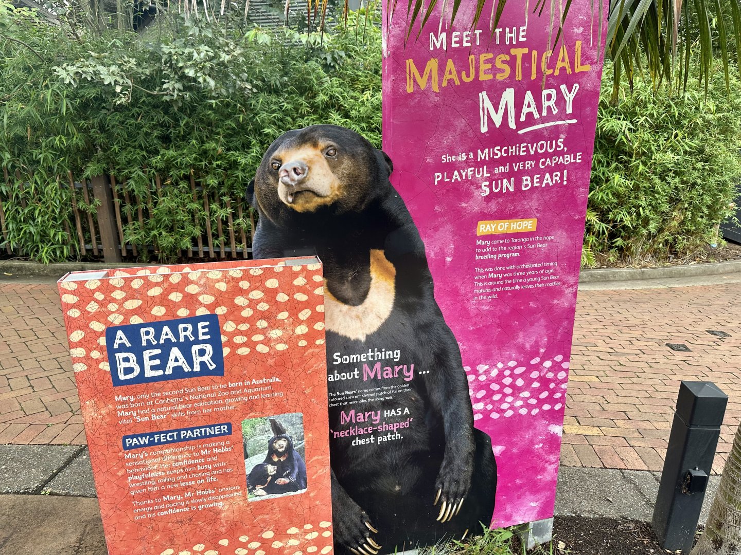 Sun Bear Profile (Mary)